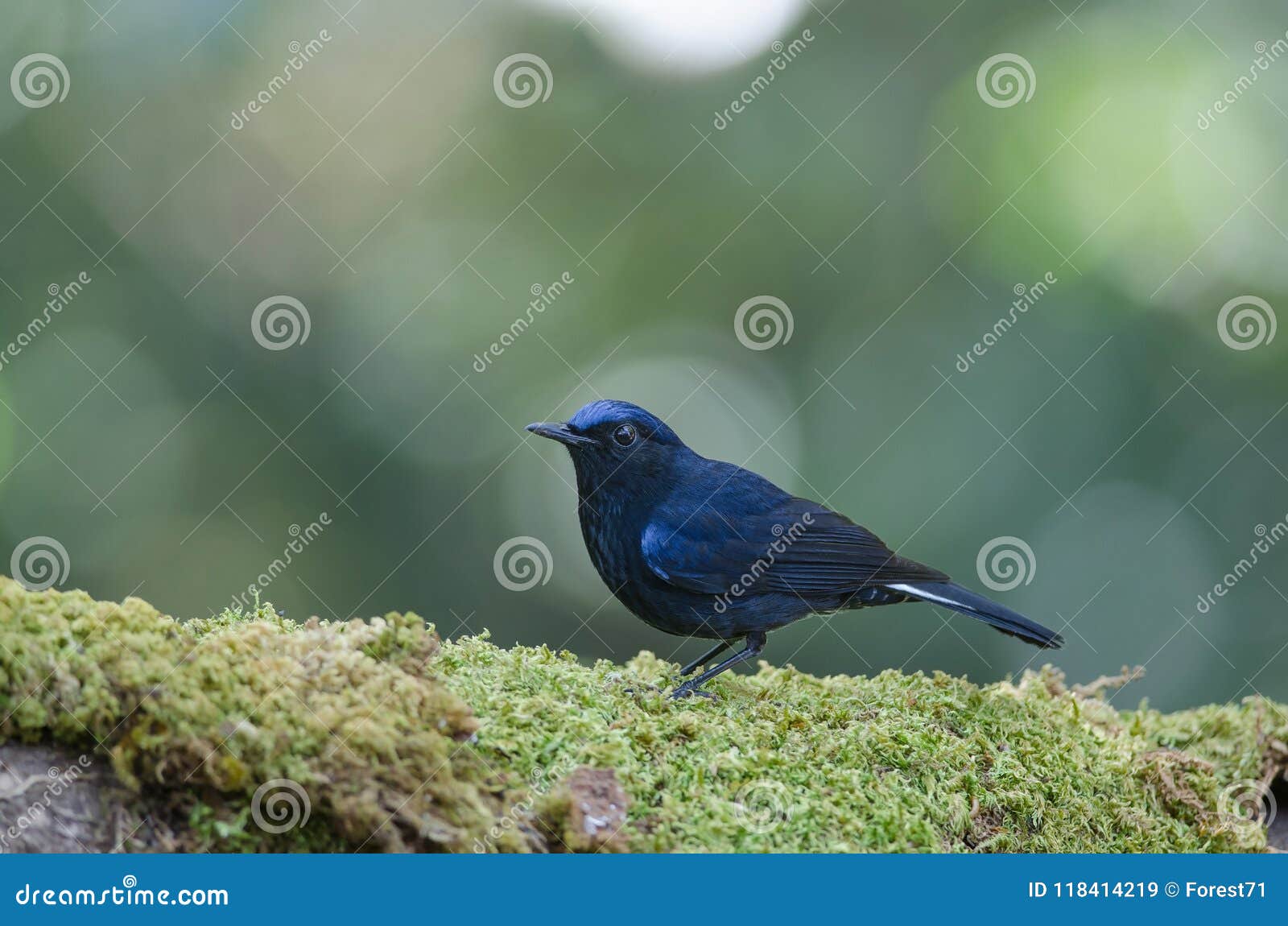 white-tailed blue robin cinclidium leucurum