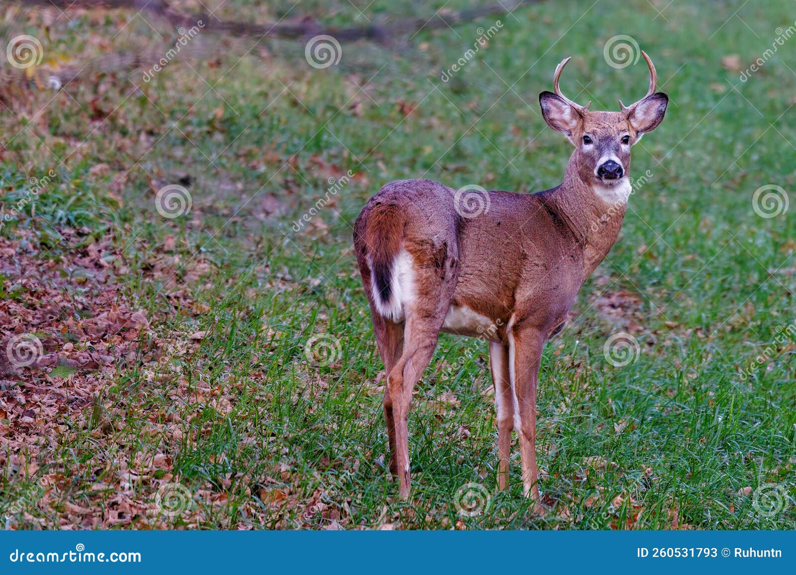 White-tailed Buck (Odocoileus Virginianus) in a Hay Field during Autumn ...