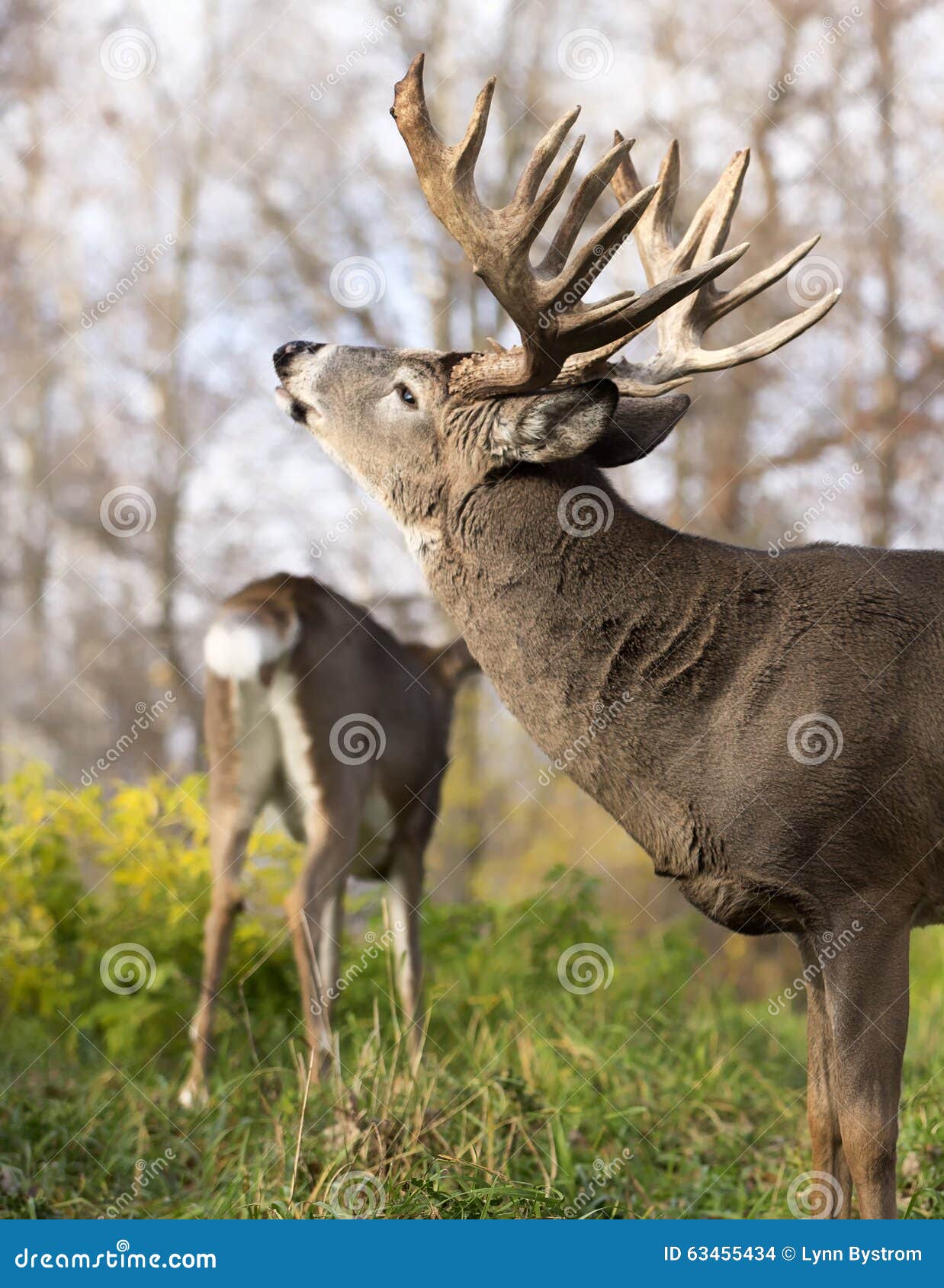 white-tailed buck in rut