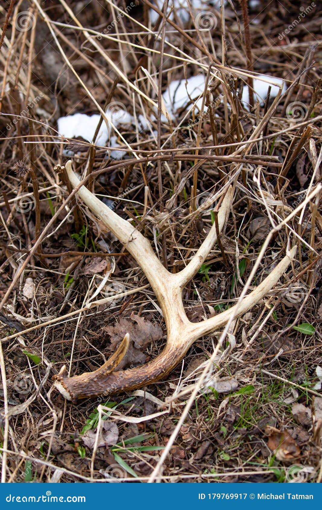 White-tailed Deer Antler Shed Laying on the Ground in April with Snow ...