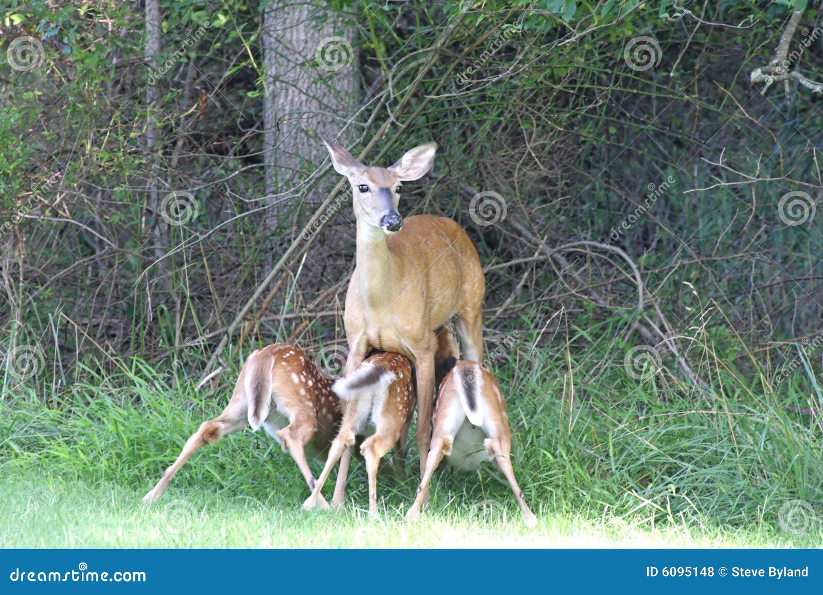 Whitetailed Deer with Babies Stock Photo Image of nursing, deer 6095148