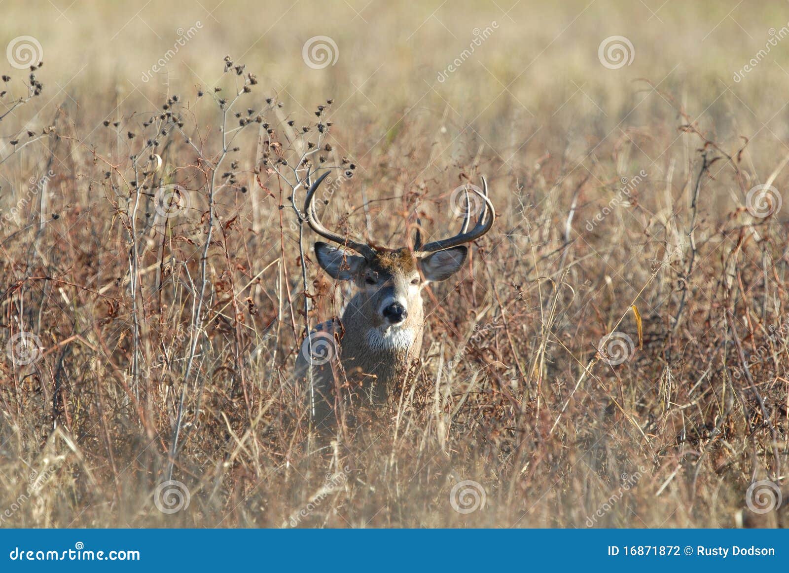 Whitetailed Deer Buck stock photo. Image of large, wrack 16871872