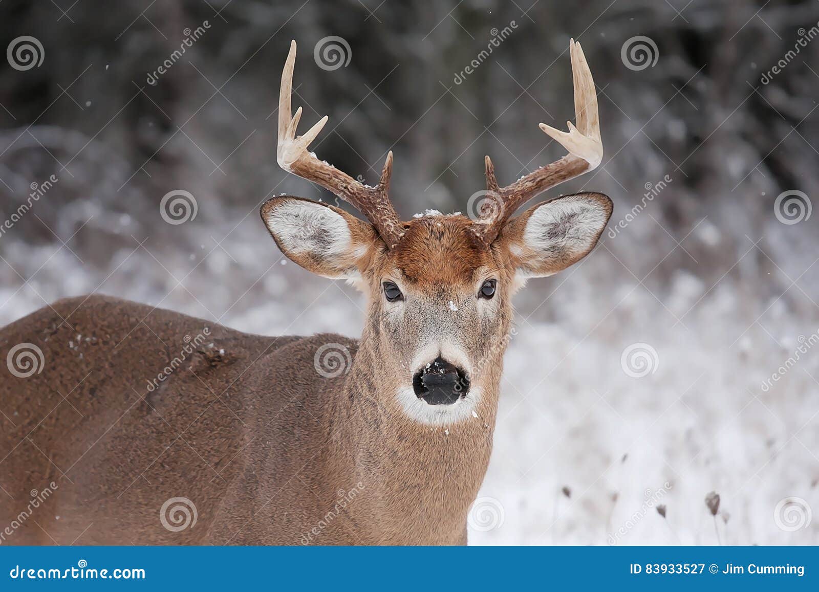 White-tailed Deer Buck in Autumn Rut Stock Image - Image of outdoors ...