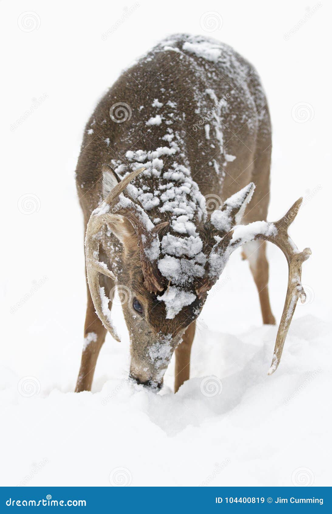 A White-tailed Deer Buck Feeding in the Winter Snow Stock Image - Image ...