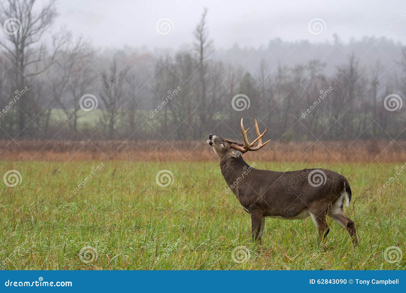 White-tailed deer buck in rain. Large white-tailed deer buck standing in an open meadow during a rain storm in Smoky Mountain National Park