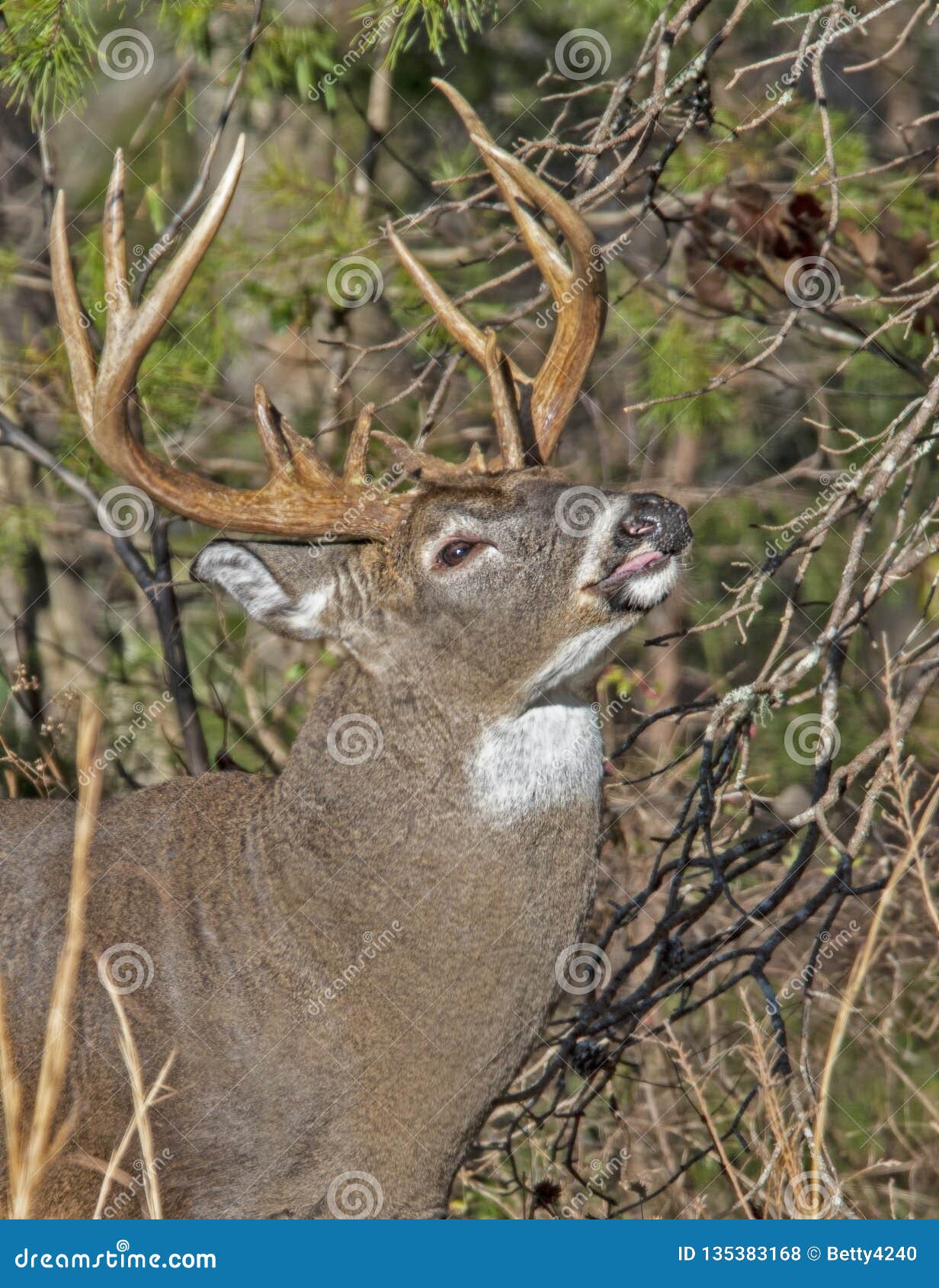 Closeup, a White Tailed Deer Buck Tastes of a Tree Limb. Stock Photo