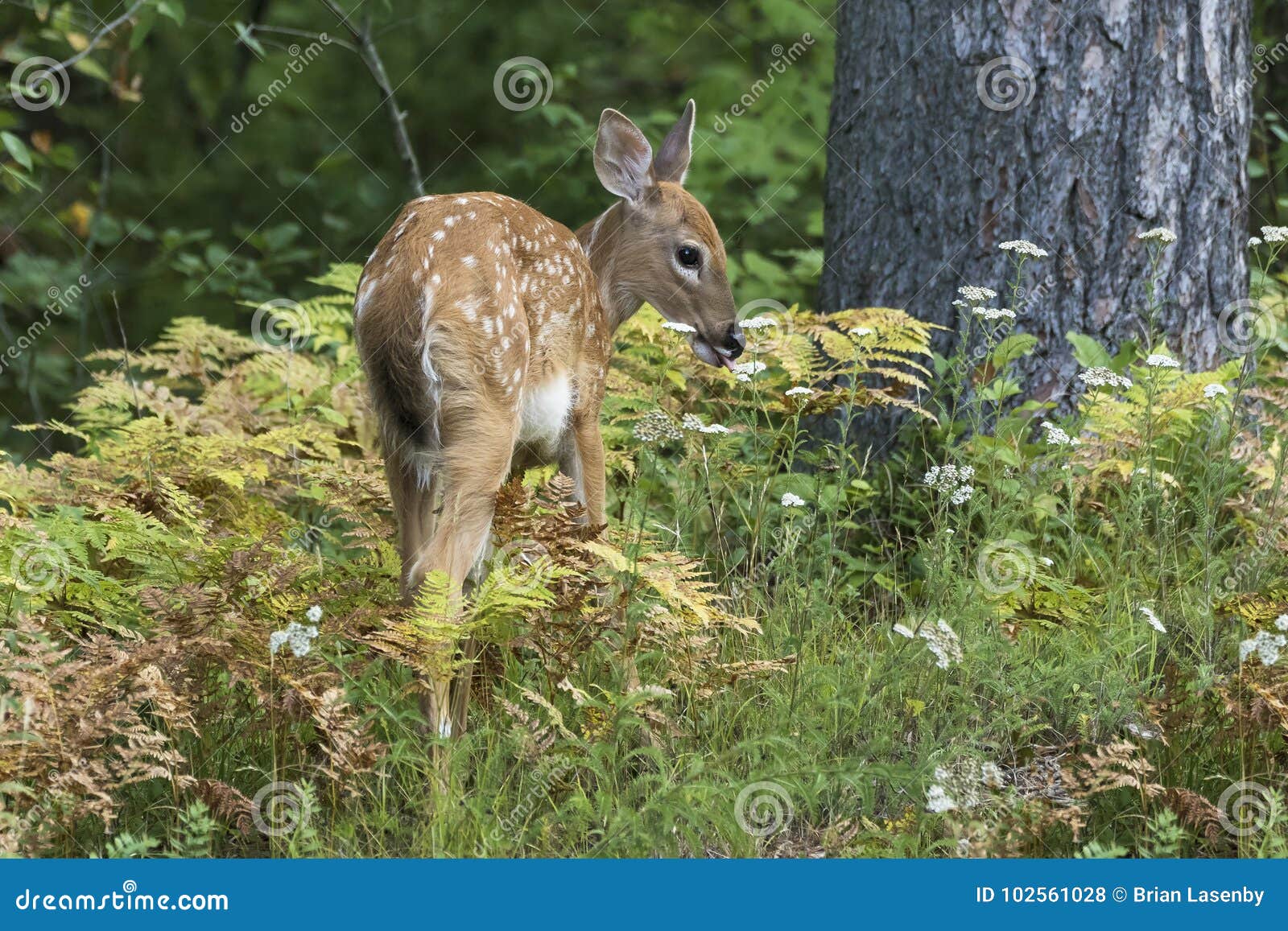 white-tailed deer fawn odocoileus virginianus browsing on the