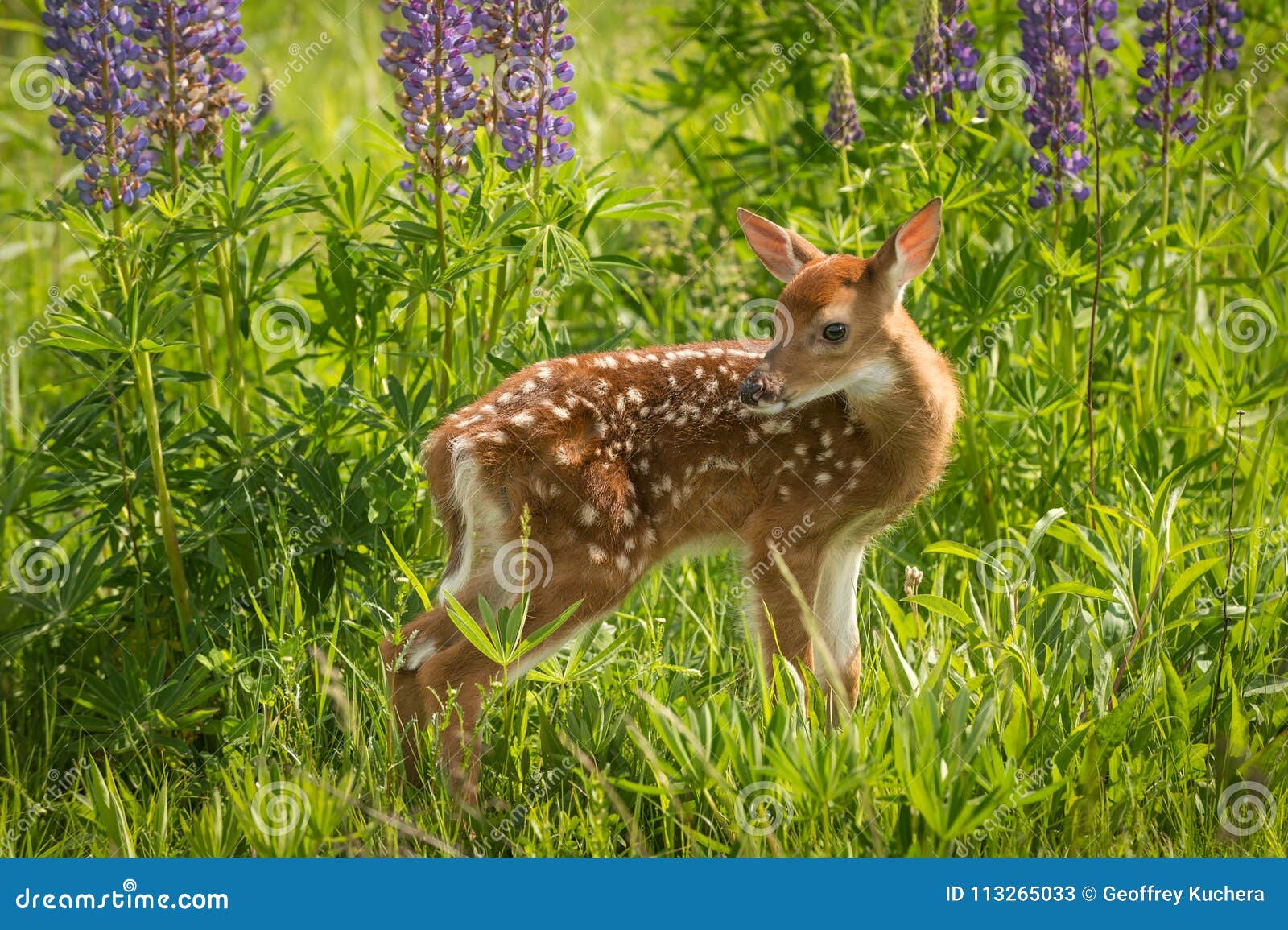 white-tailed deer fawn odocoileus virginianus looks over shoul