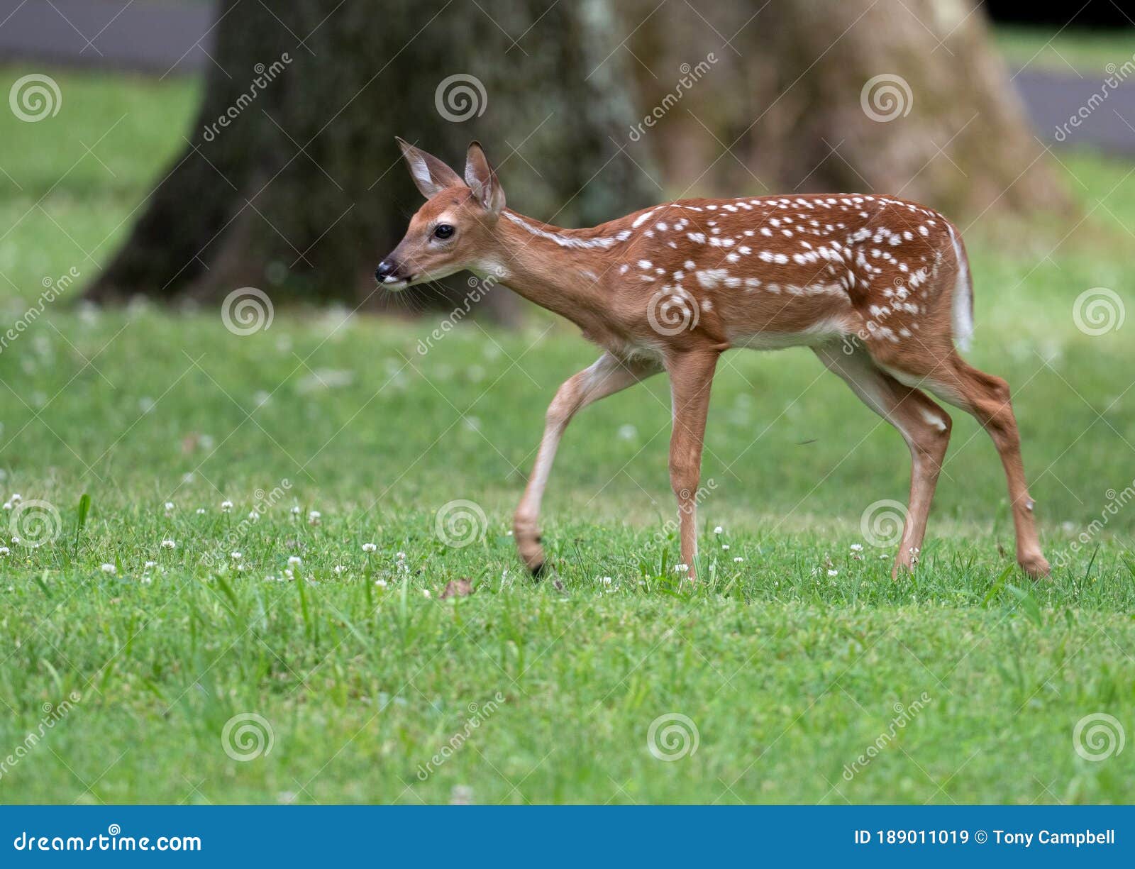 white-tailed deer fawn in an open meadow