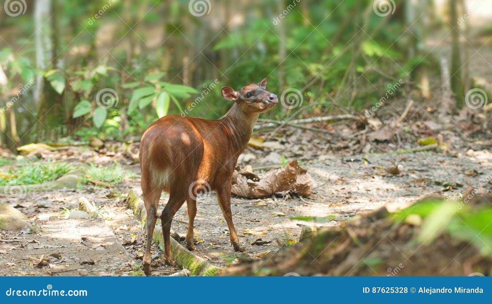 white-tailed deer in the jungle. common names: venado cola blanca.