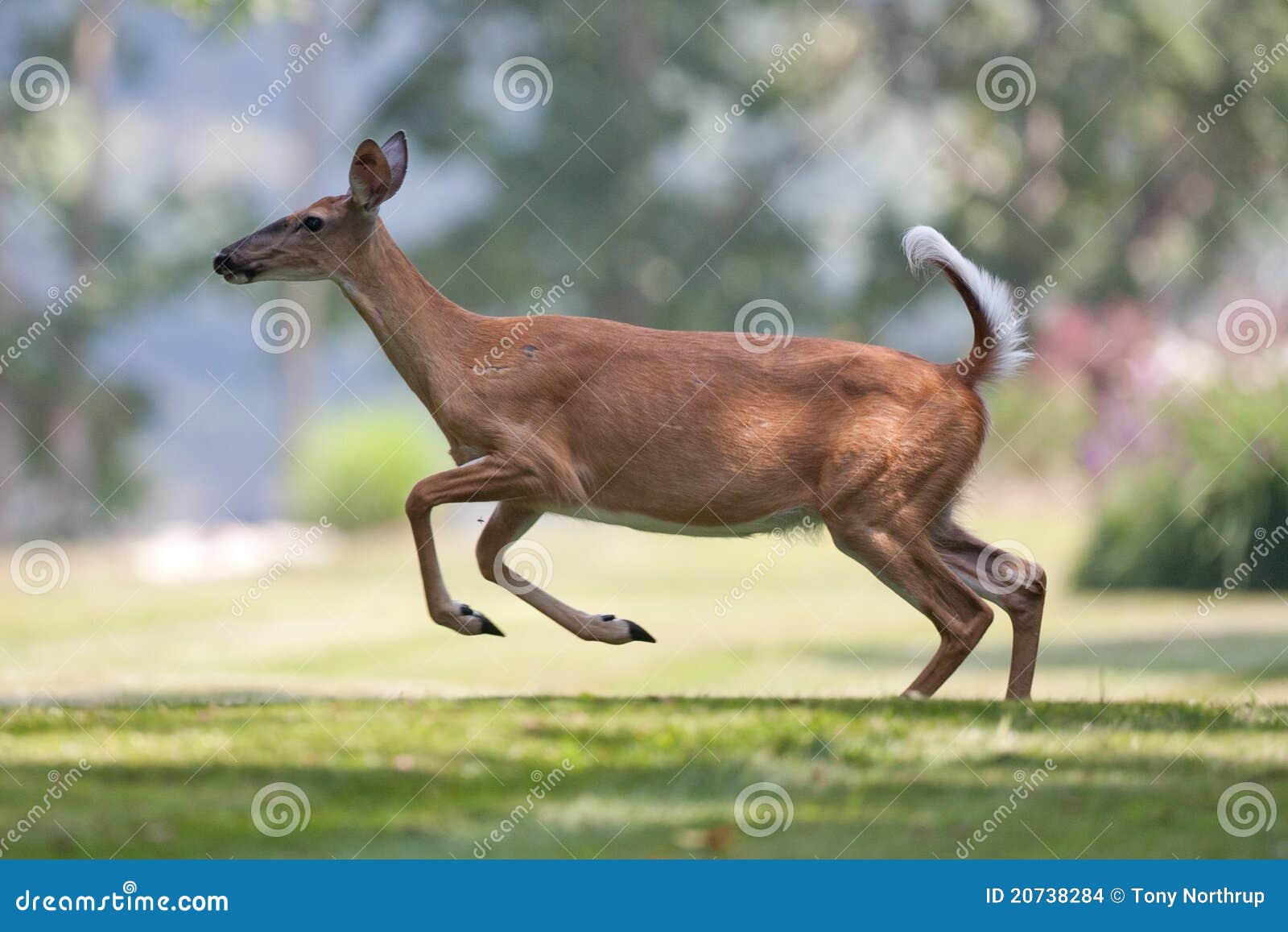 white-tailed deer in neighborhood leaping