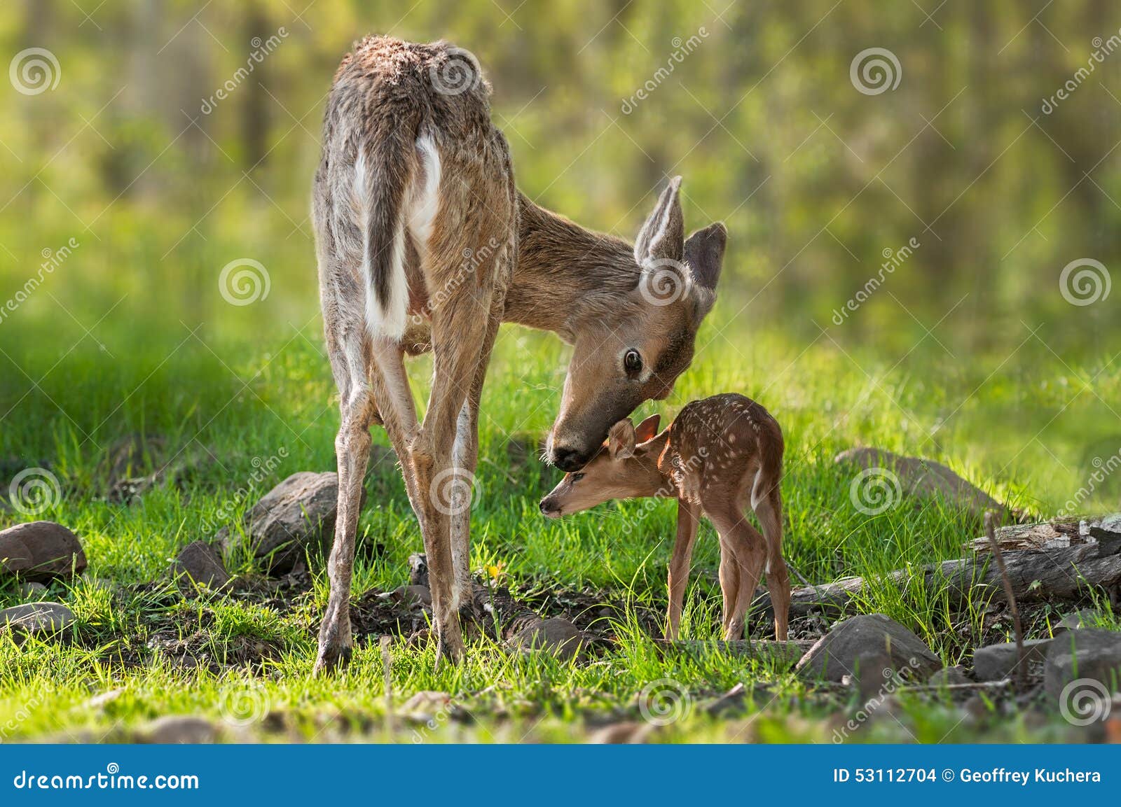 white-tailed deer (odocoileus virginianus) mother and fawn