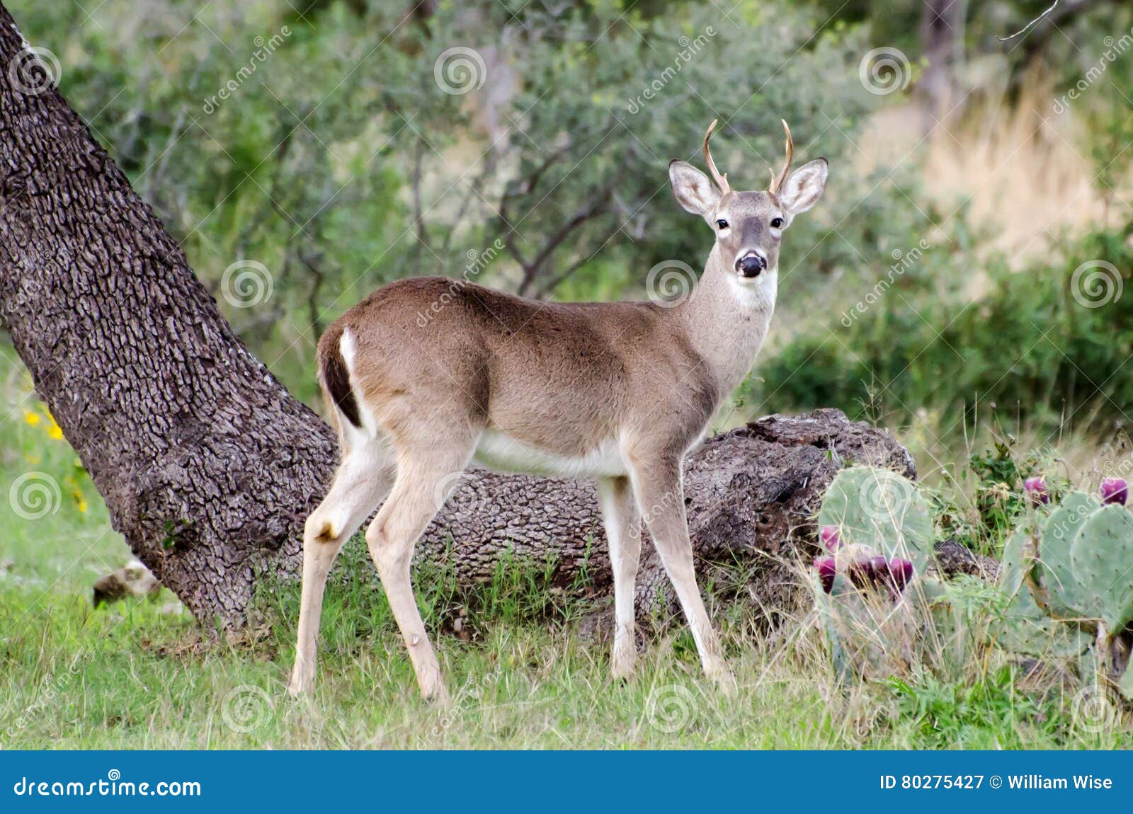 spike buck spike buck