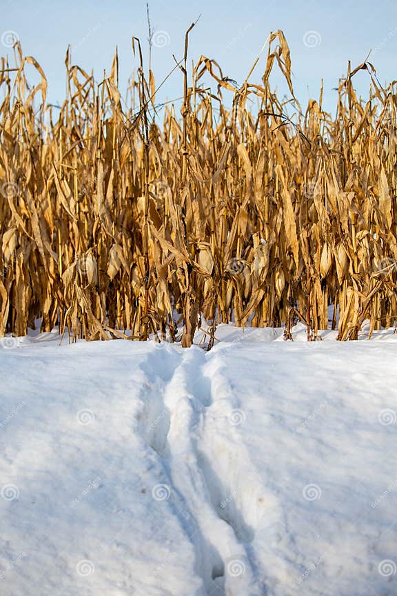 White-tailed Deer Tracks in the Wisconsin Snow Coming Out of a
