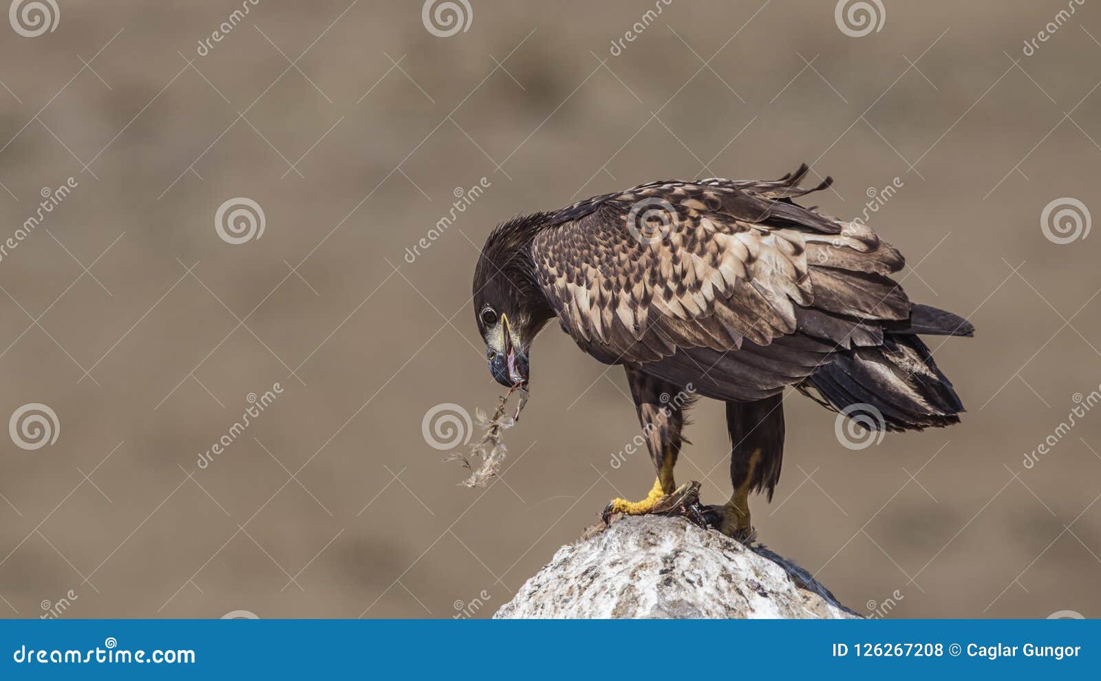 carrion eaters carrion eaters