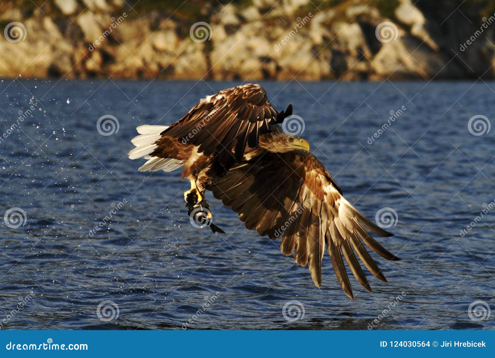 white-tailed eagle in flight a fish which it has just plucked from the water