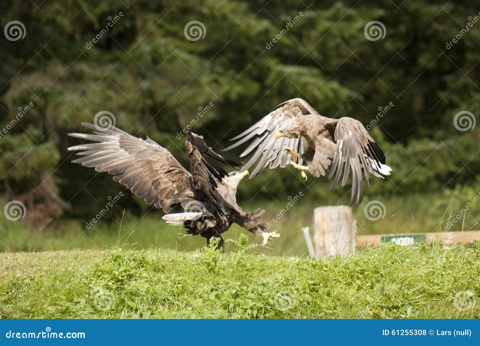 Whitetailed eagles fights stock photo. Image of albicilla 61255308