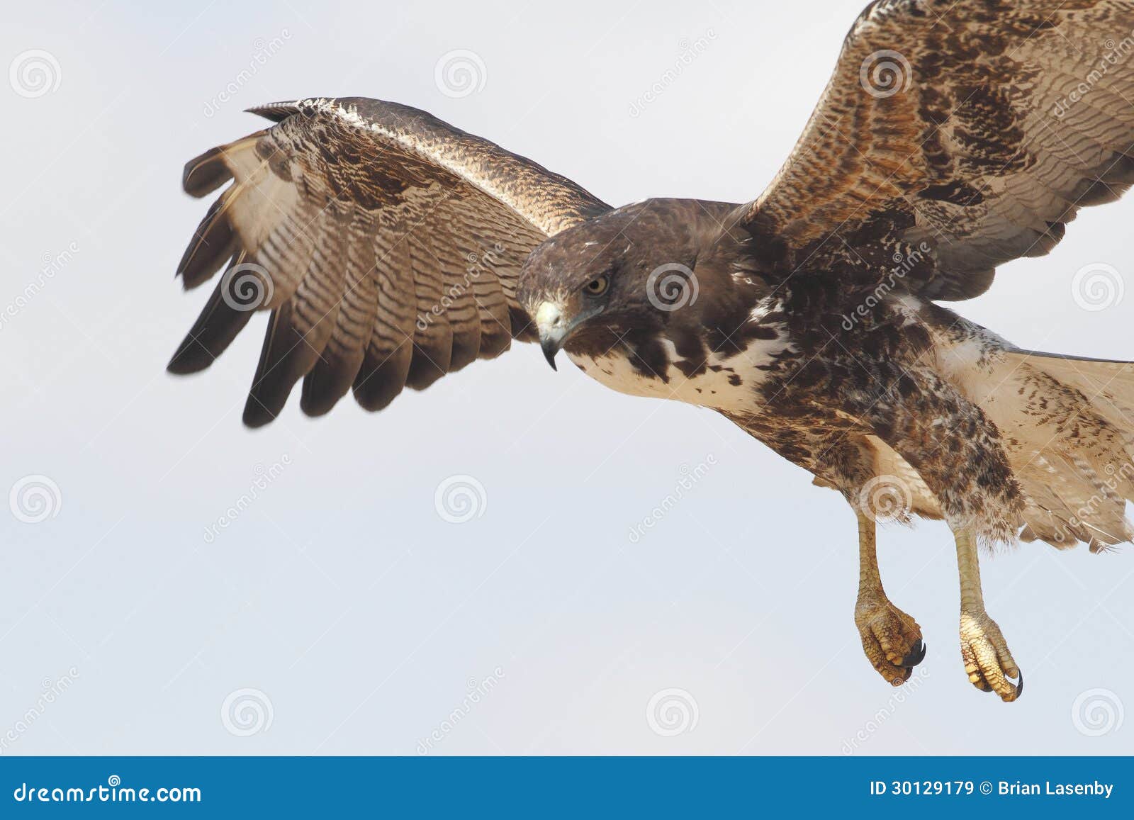 Whitetailed Hawk Texas stock image. Image of ranch 30129179