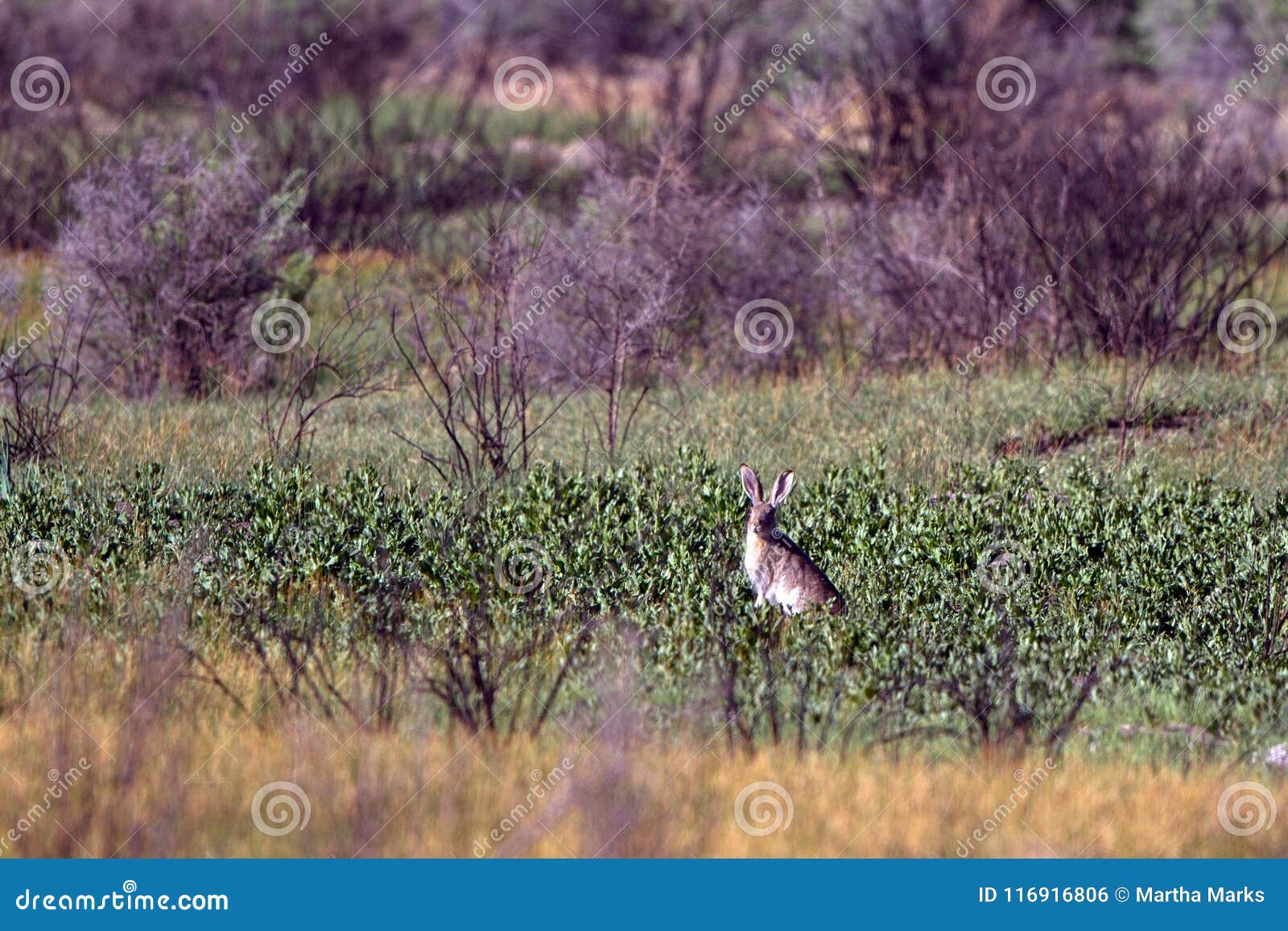white-tailed jackrabbit, or prairie jack, a big rodent with long ears, in alamosa national wildlife refuge