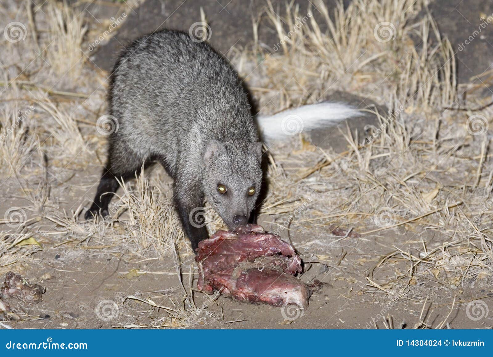 White Tailed Mongoose