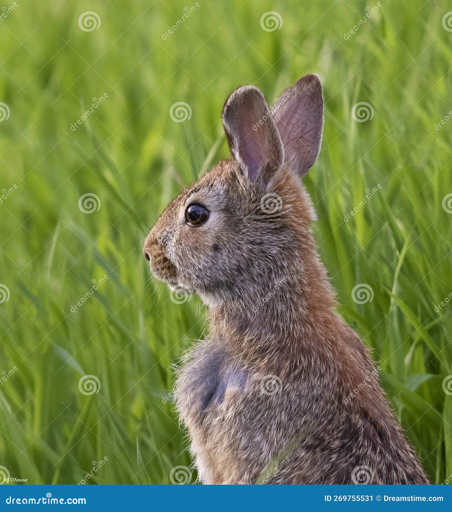 Whitetailed rabbit stock image. Image of quebec, animal 269755531