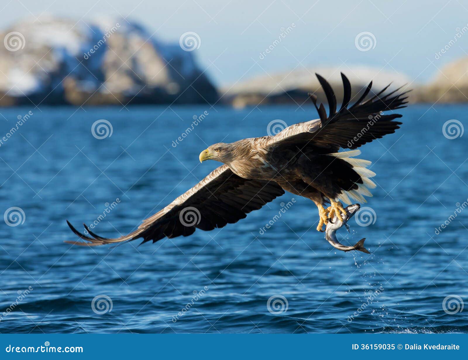 Fish Eagle Sound Download For Free