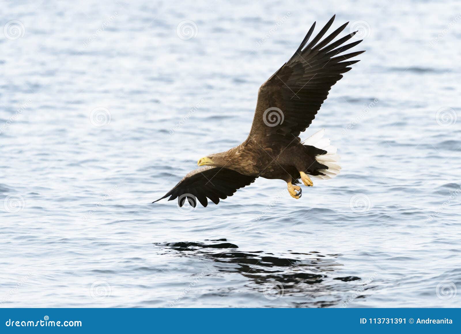 white-tailed eagle in flight