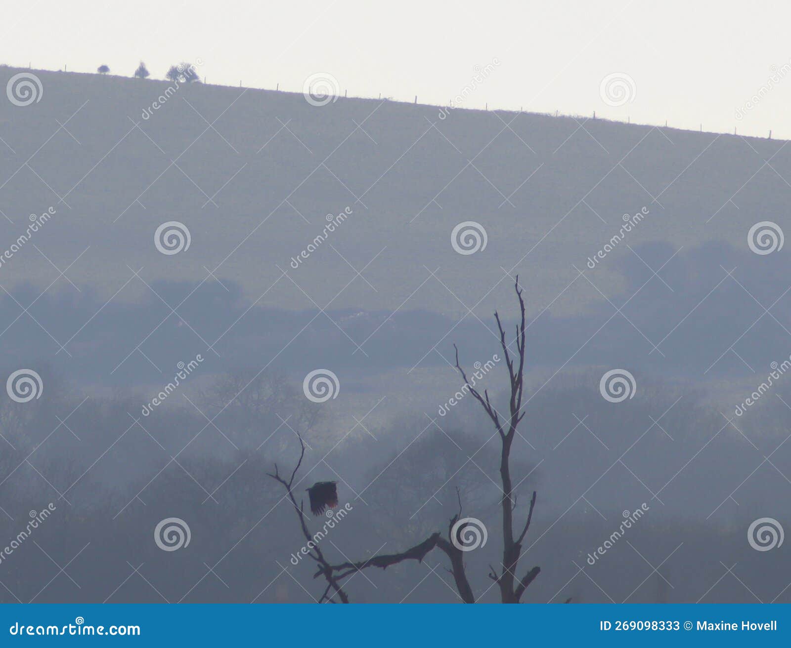 white tailed sea eagle taking off from a tree