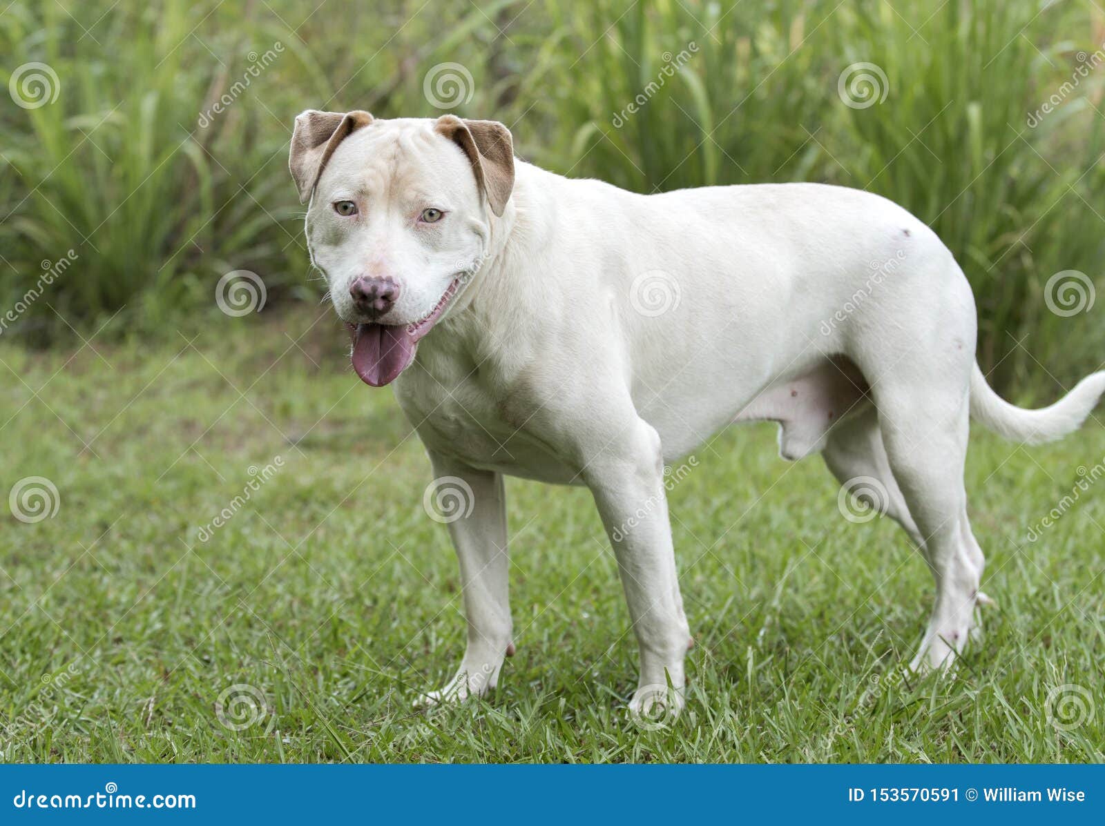 https www dreamstime com white tan american pit bull terrier dog large male unneutered white tan pitbull dog outside animal shelter humane society image153570591
