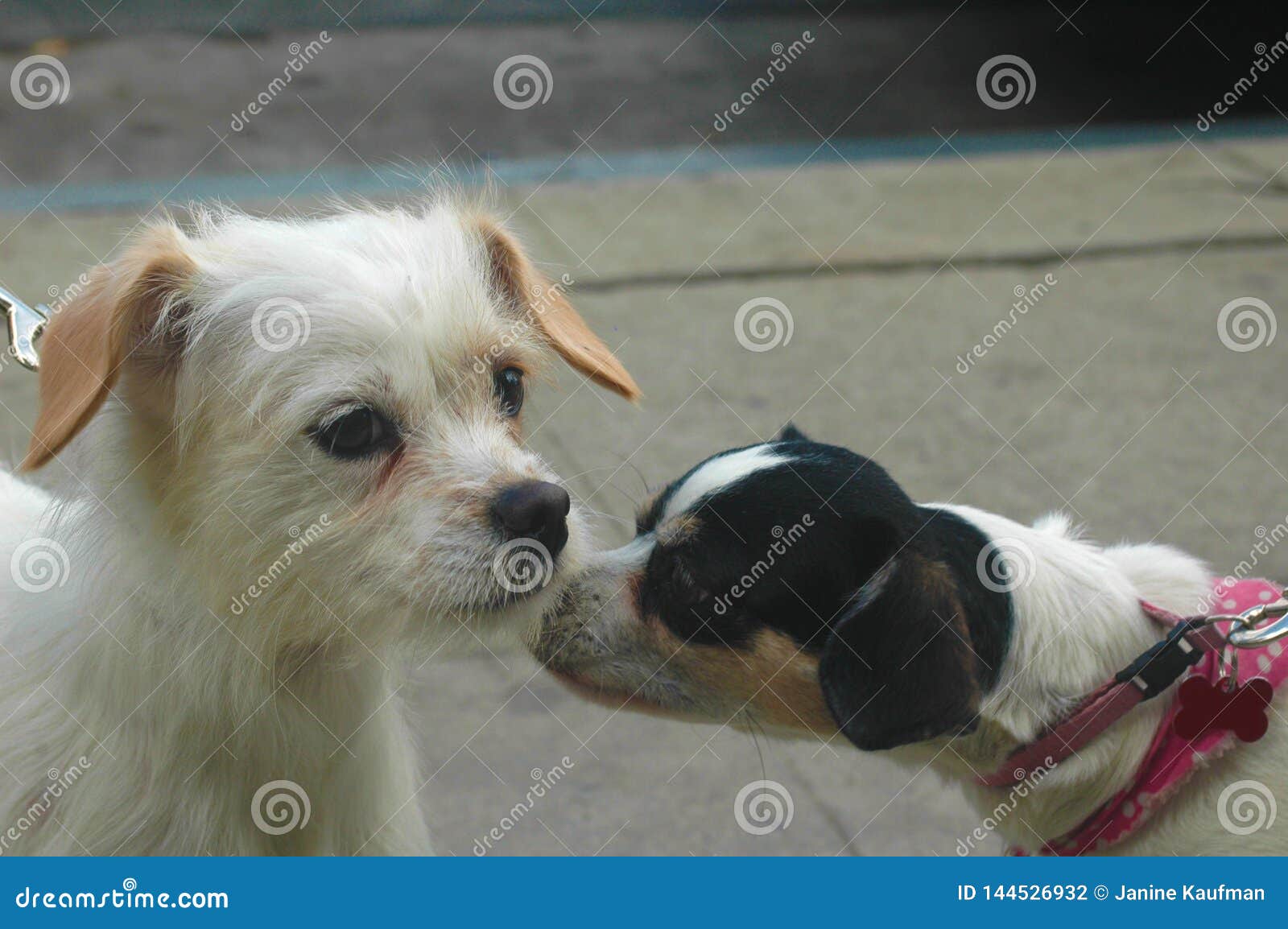 wire haired terrier lab mix