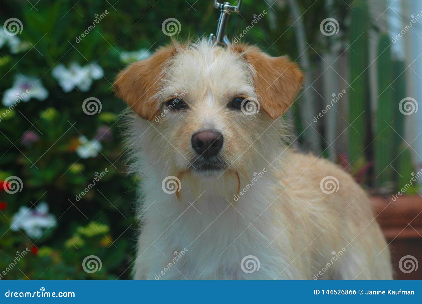 White and Tan Wire Haired Terrier Mix Stock Photo - Image of breed, canine:  144526866
