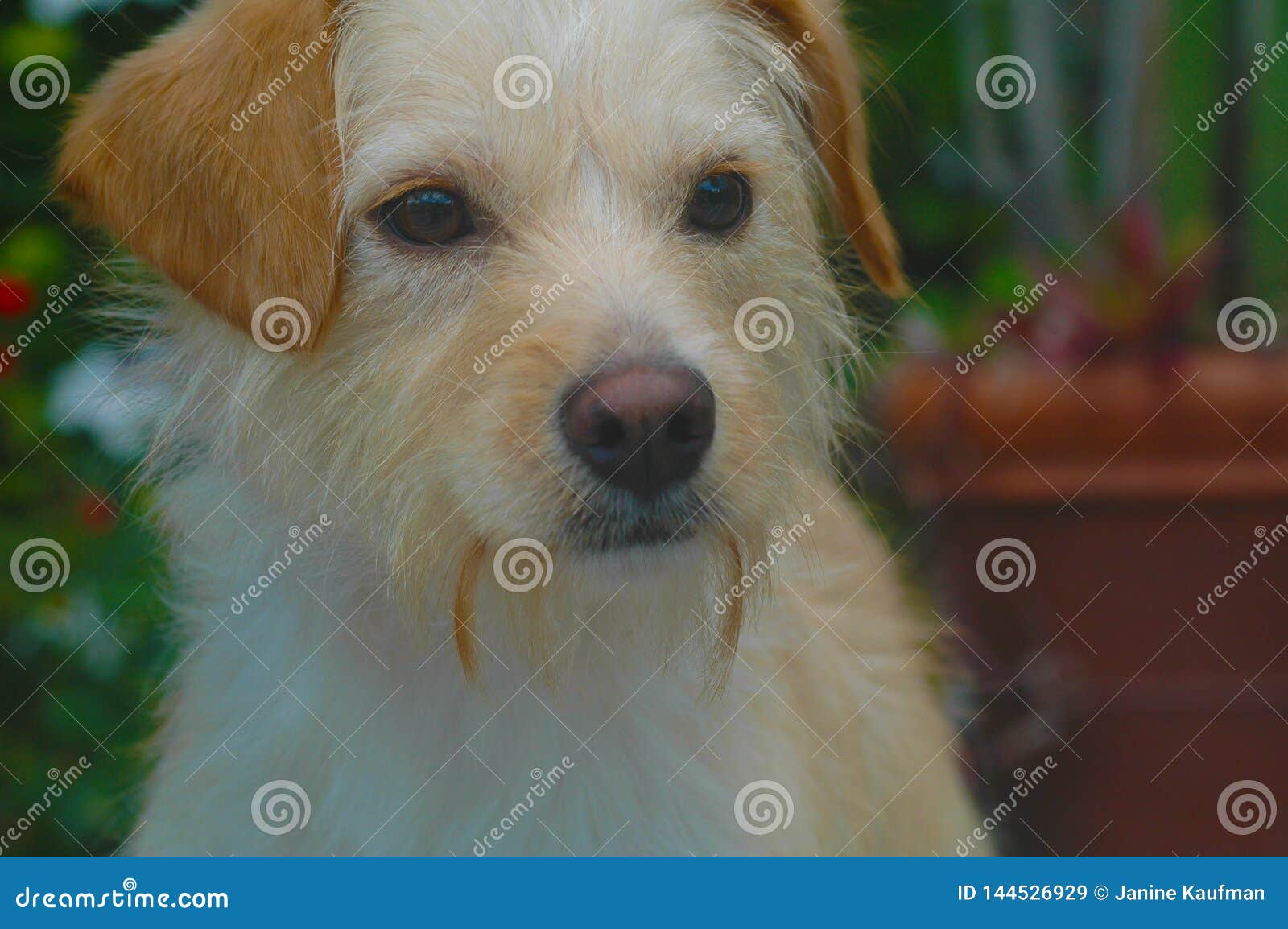 White and Tan Wire Haired Terrier Mix Breed Pup Stock Image - Image of wire,  breed: 144526929