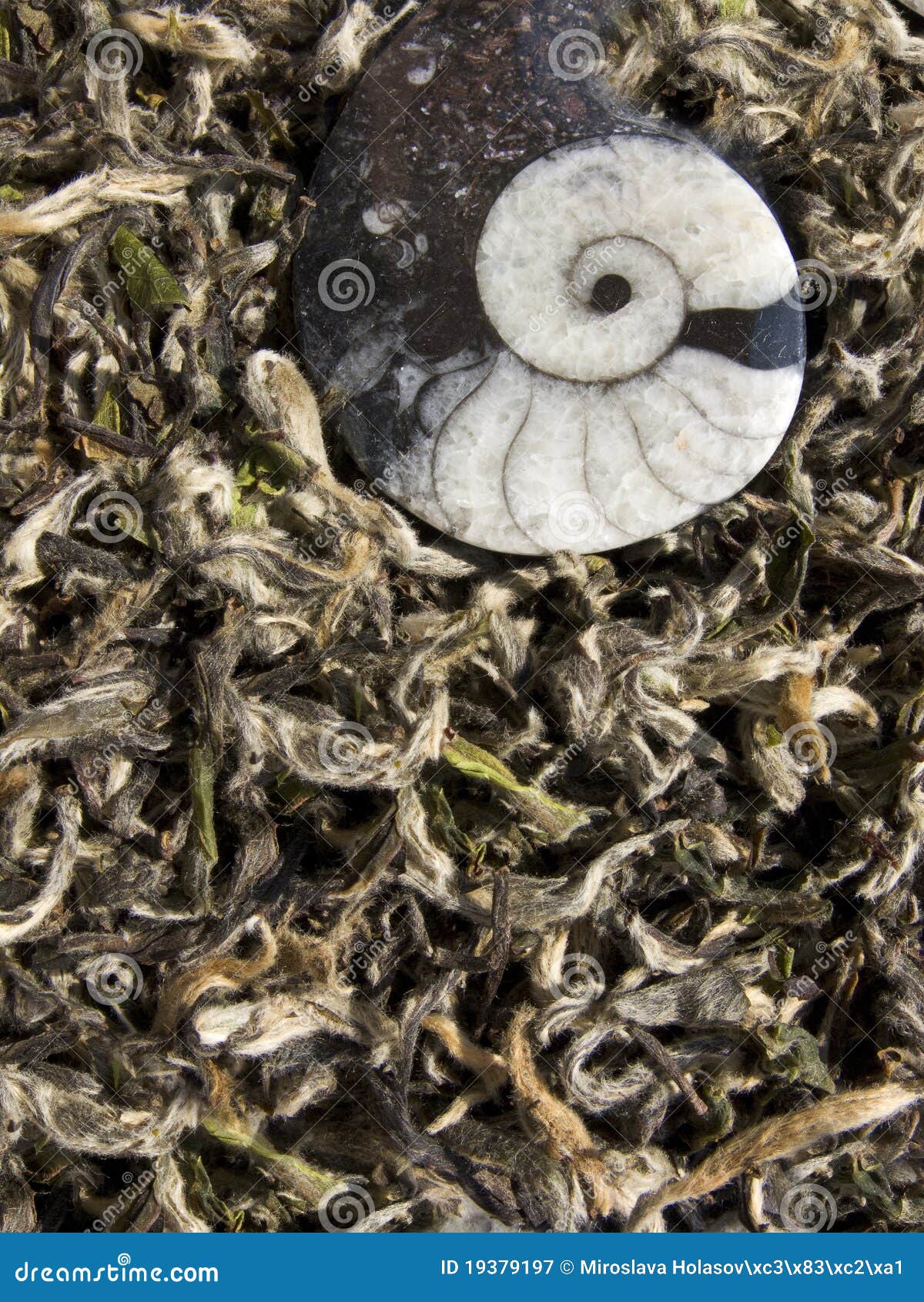 White tea - chinese Bai Cha. Photo of close-up of dried leaves of china tea named Fu Ding Bai Cha with fossil