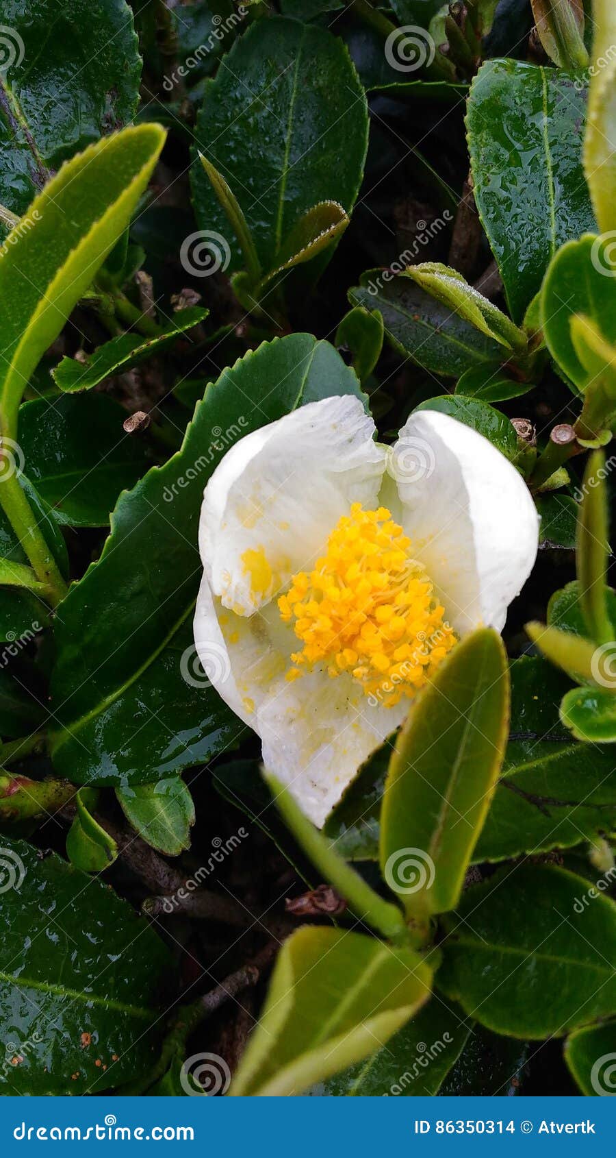 White tea flower stock photo. Image of decoration, flora 86350314