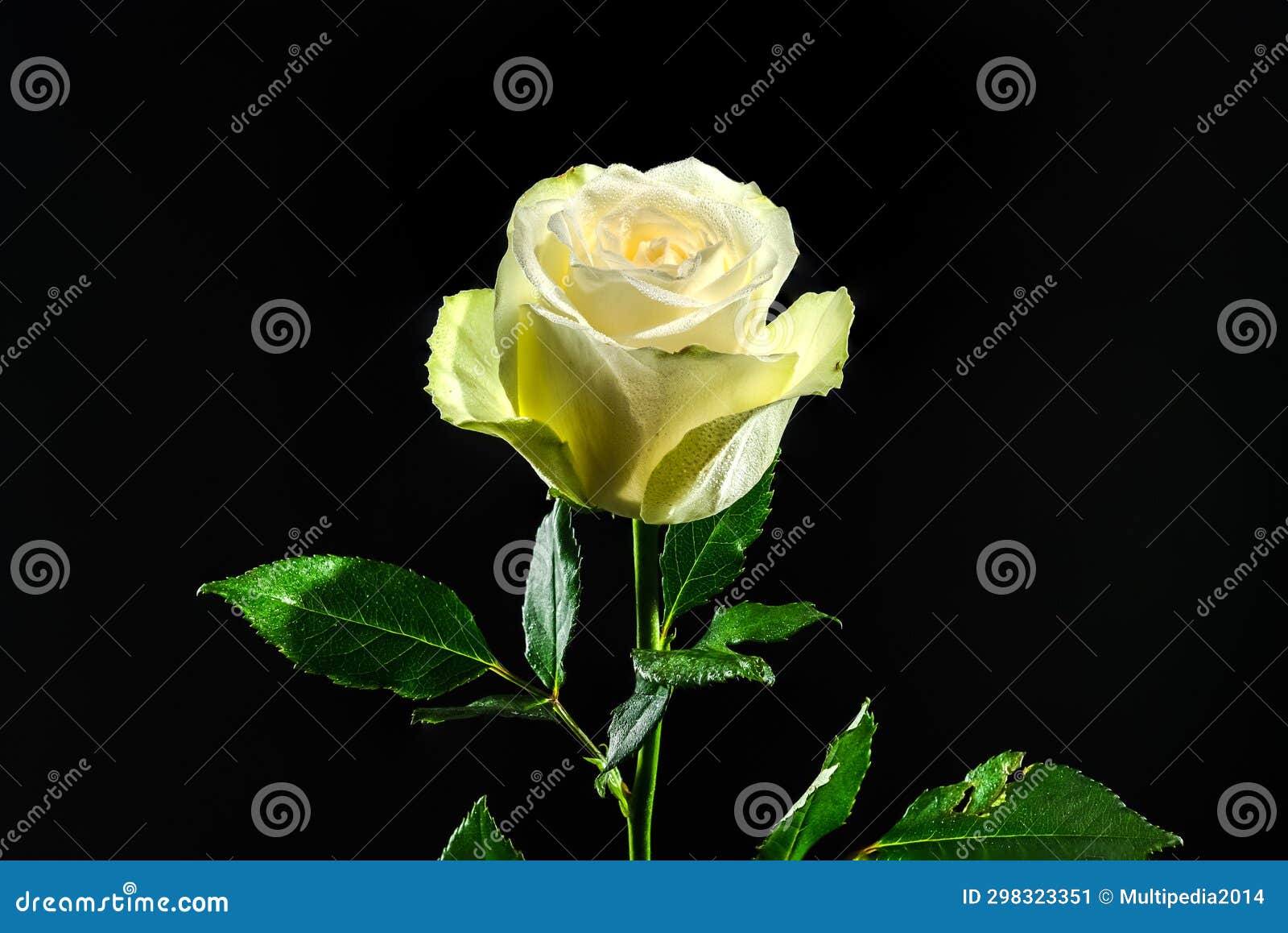 White Tea Rose on a Black Background Stock Image Image of bloom