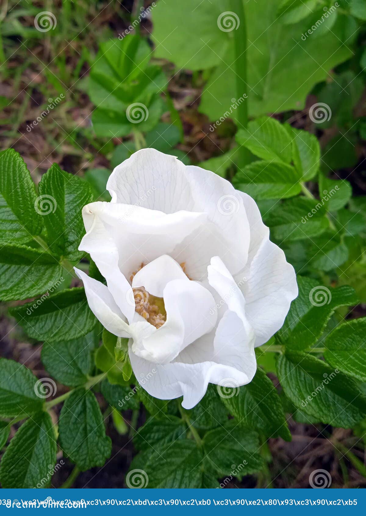 White tea rose stock image. Image of plant, shrub, pink 220267035