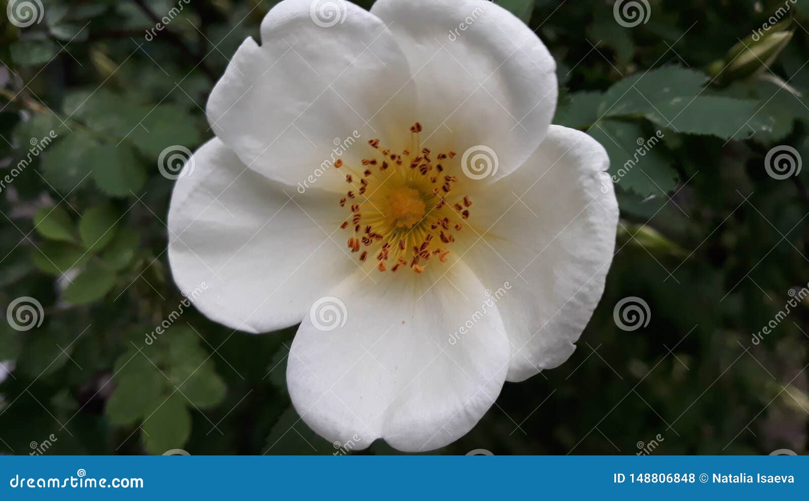 White tea rose flower stock photo. Image of bushes, plant 148806848
