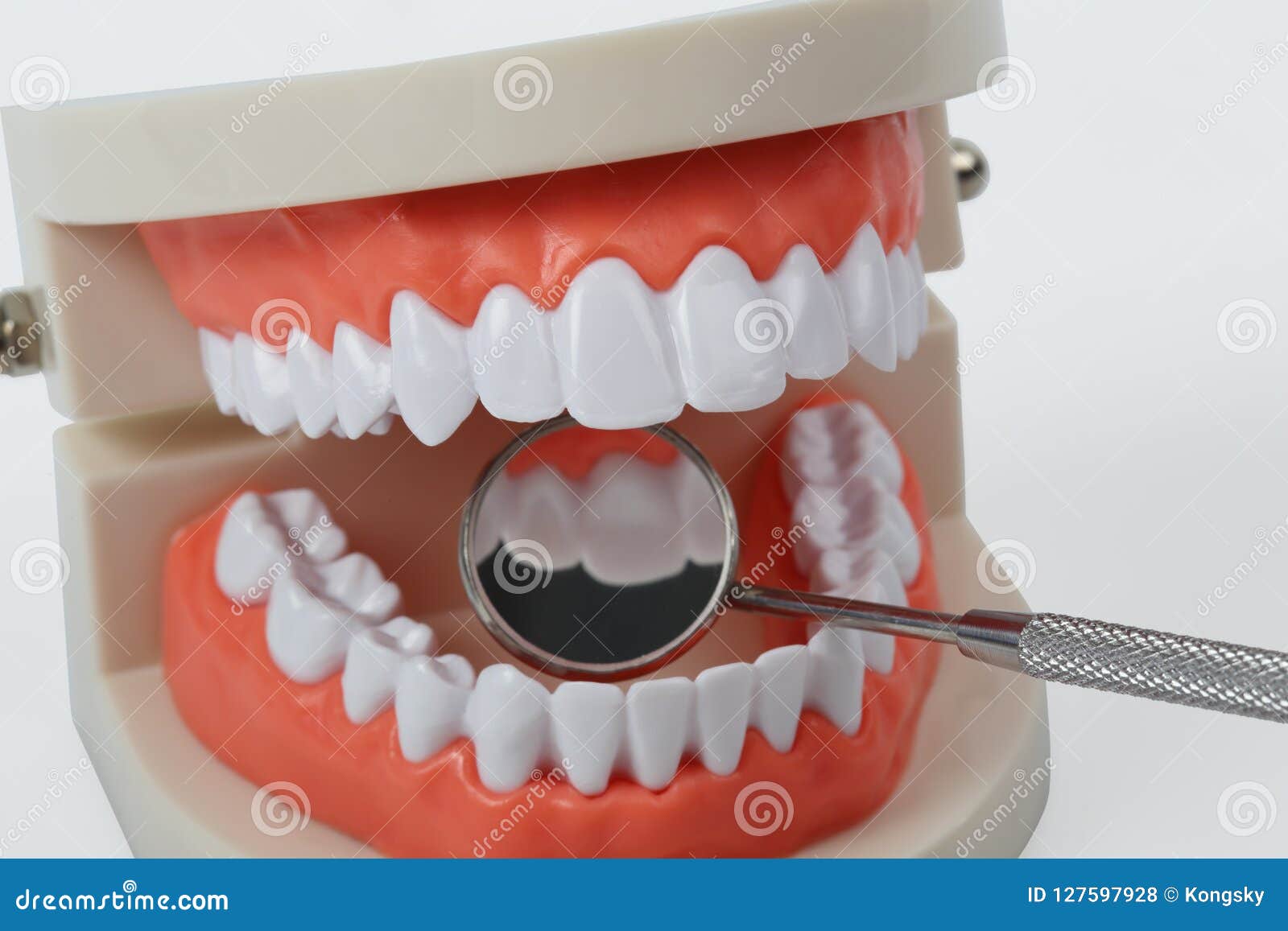 White Teeth Model with Clipping Path Stock Photo Image of clipping