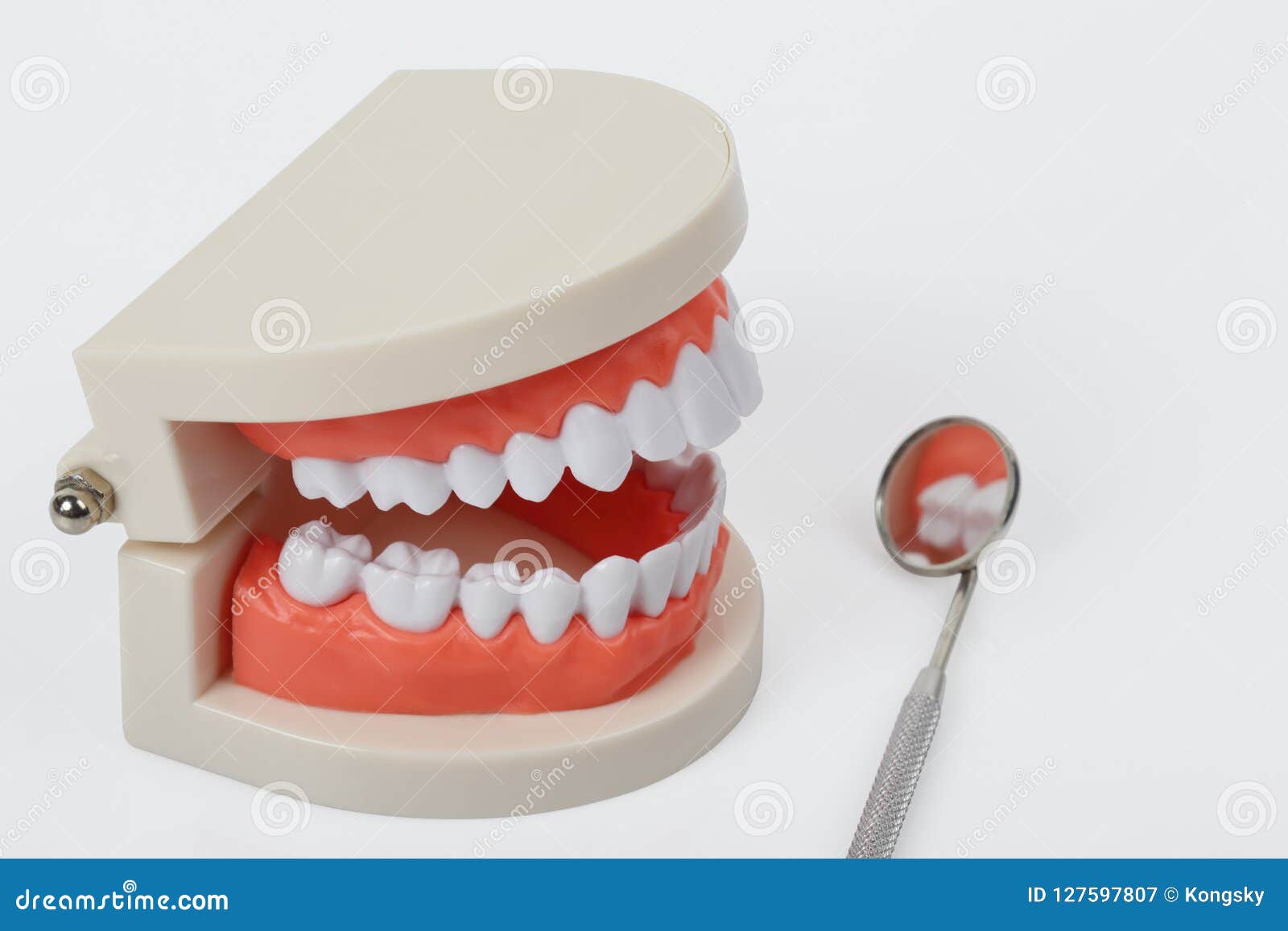 White Teeth Model Isolated with Clipping Path Stock Image Image of