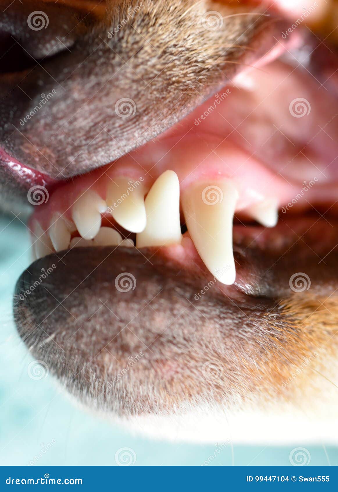 White teeth puppy stock photo. Image of caring, calm 99447104