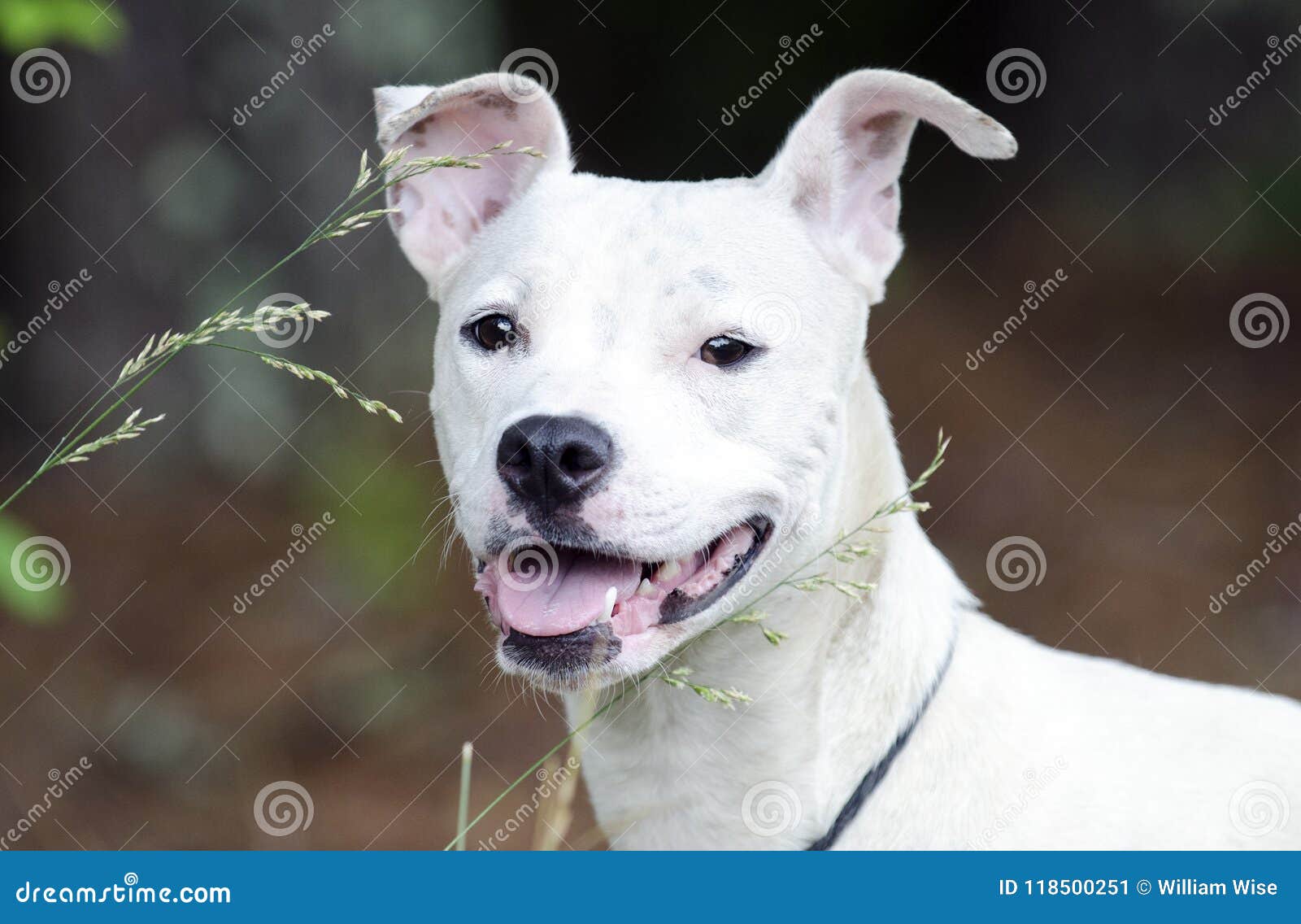 white terrier pitbull