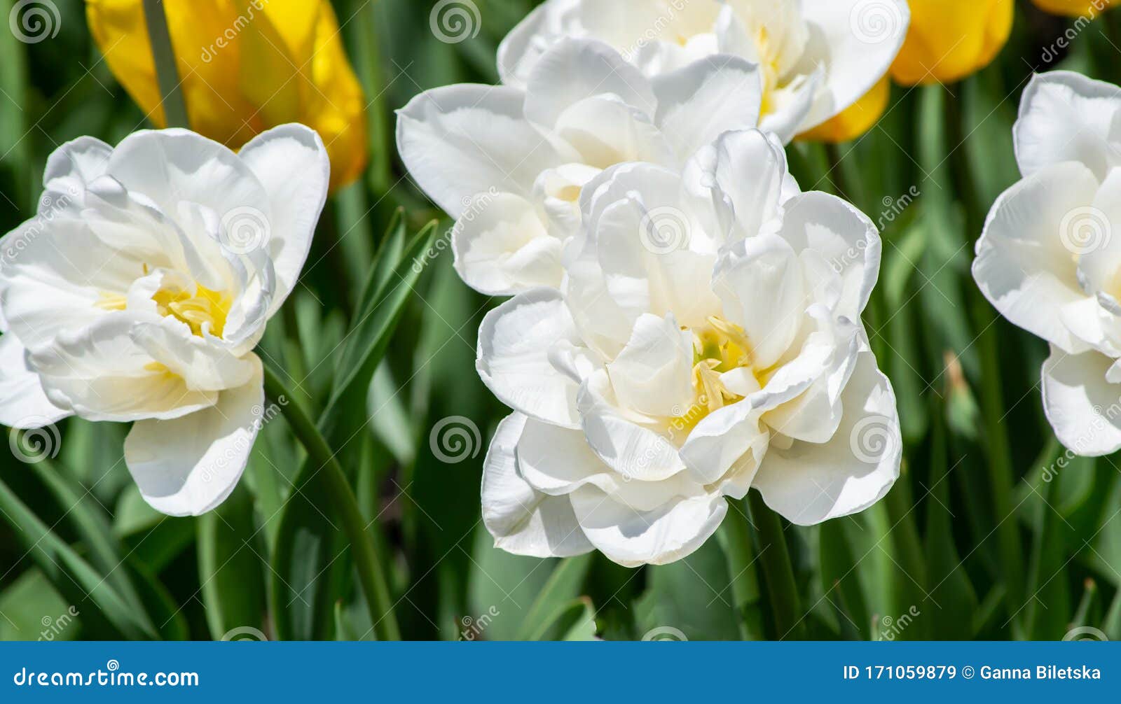 White Terry Daffodils in a Field among Yellow Tulips Stock Image ...