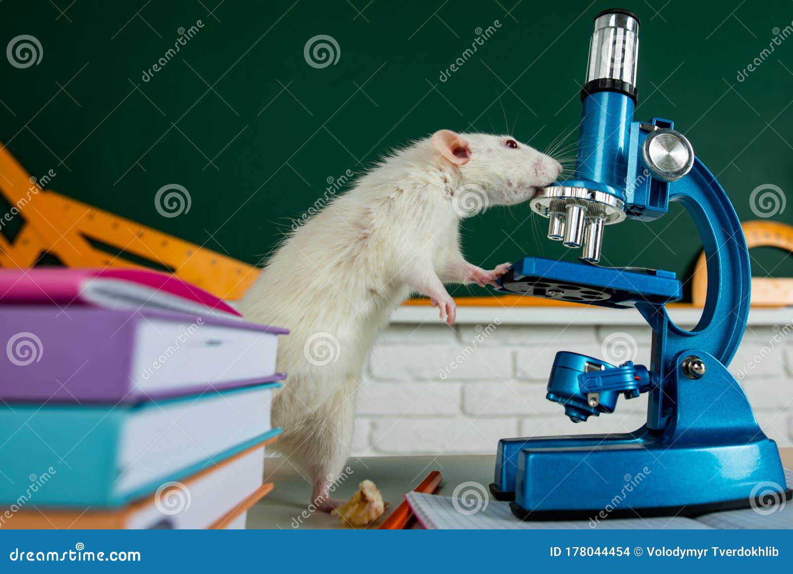 white-test-rat-sitting-on-microscope-laboratory-research-white-aboratory-rat-in-a-lab-cute