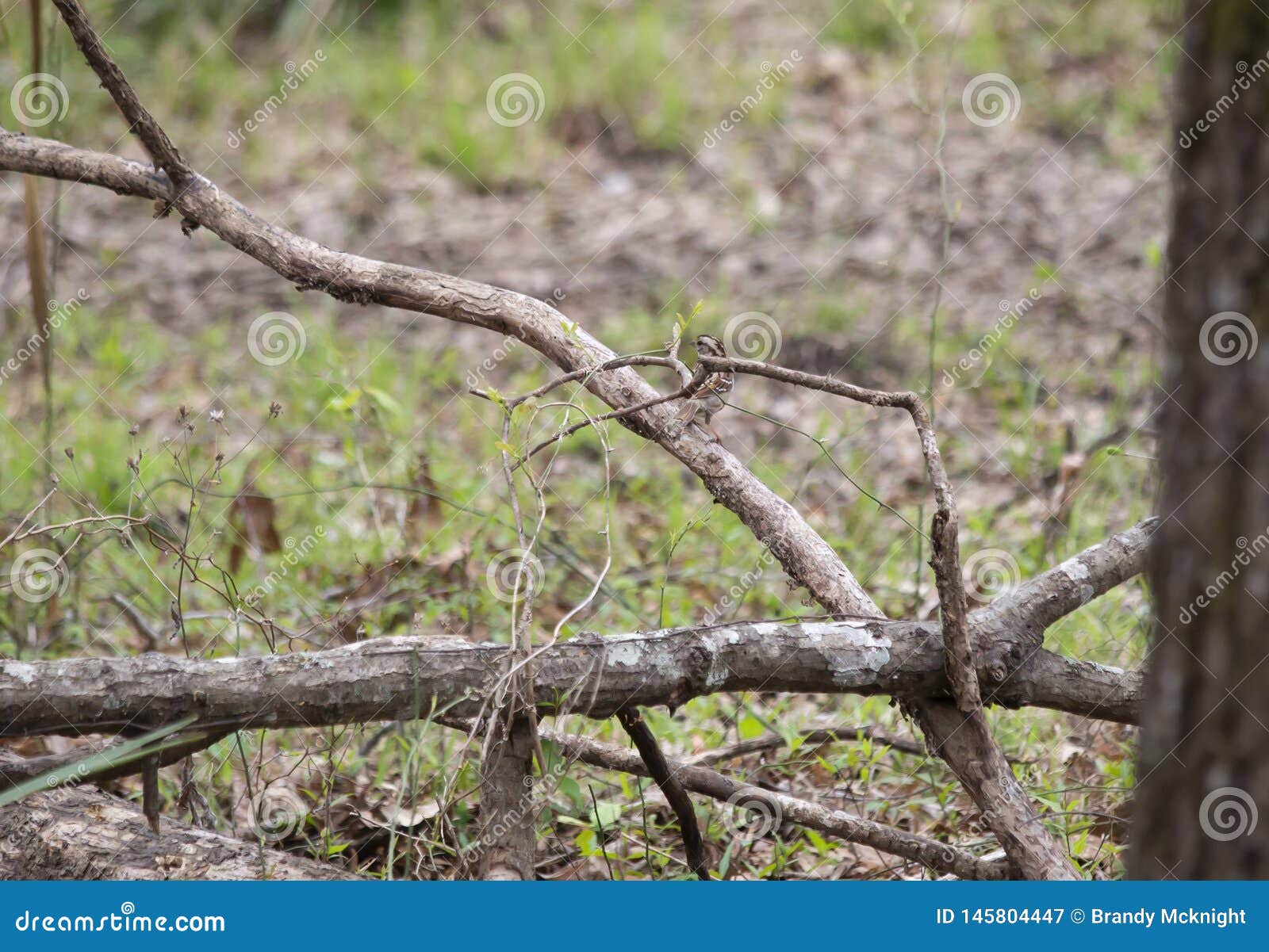 white-thoated sparrow perched on fallen tree branch