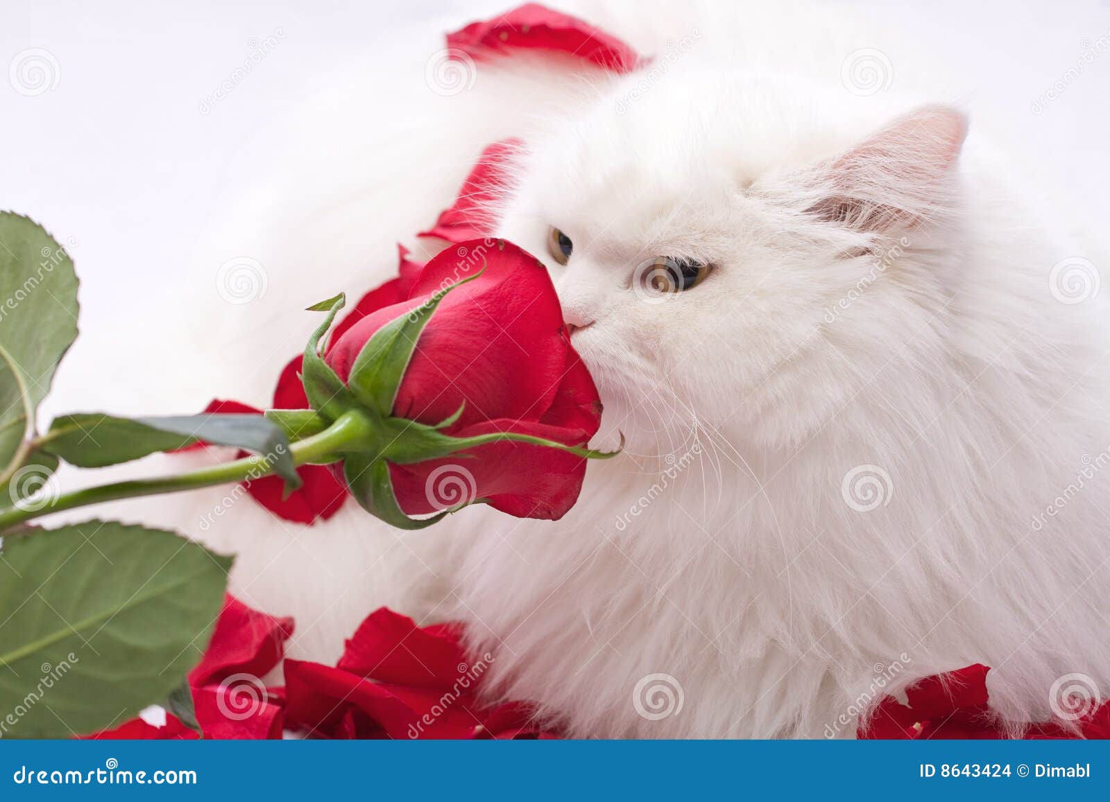 White thoroughbred cat stock photo. Image of feline, nature - 8643424