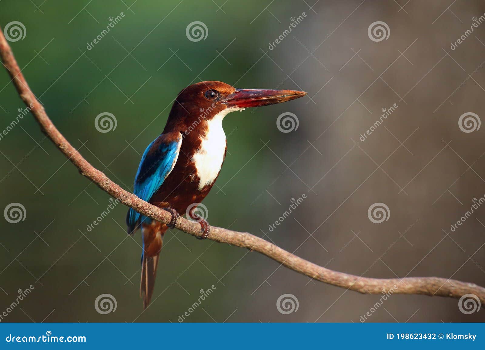 The White-throated Kingfisher Halcyon Smyrnensis Also Known As the ...