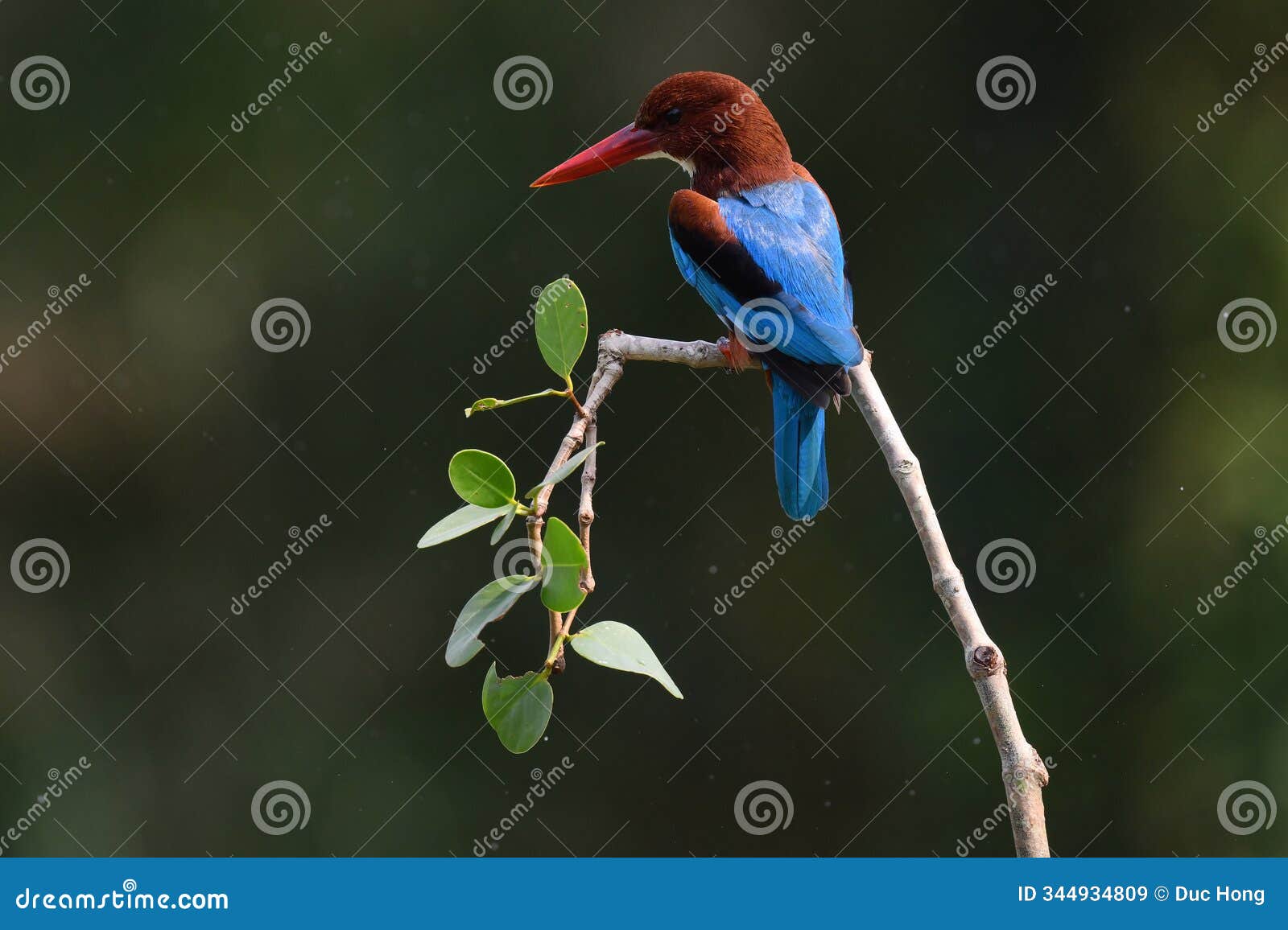 white throated kingfisher. viet nam.