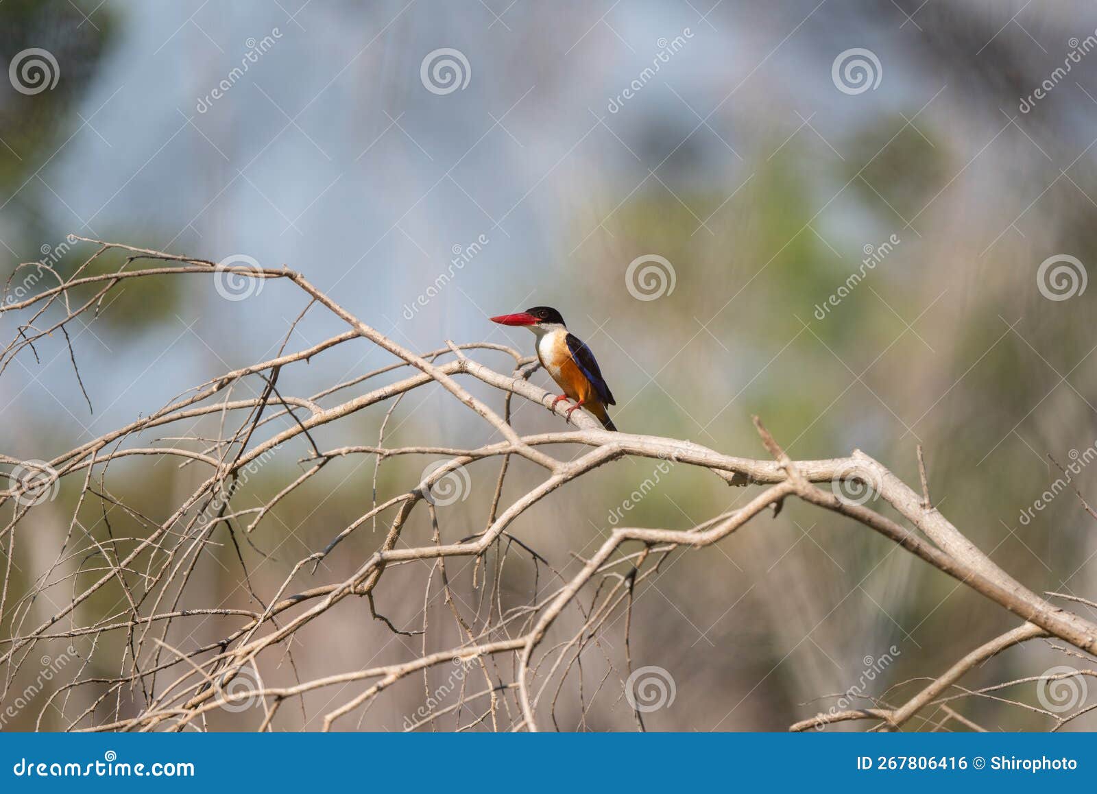 White Throated Rockthrush Stand in the Rain Forest Stock Photo - Image