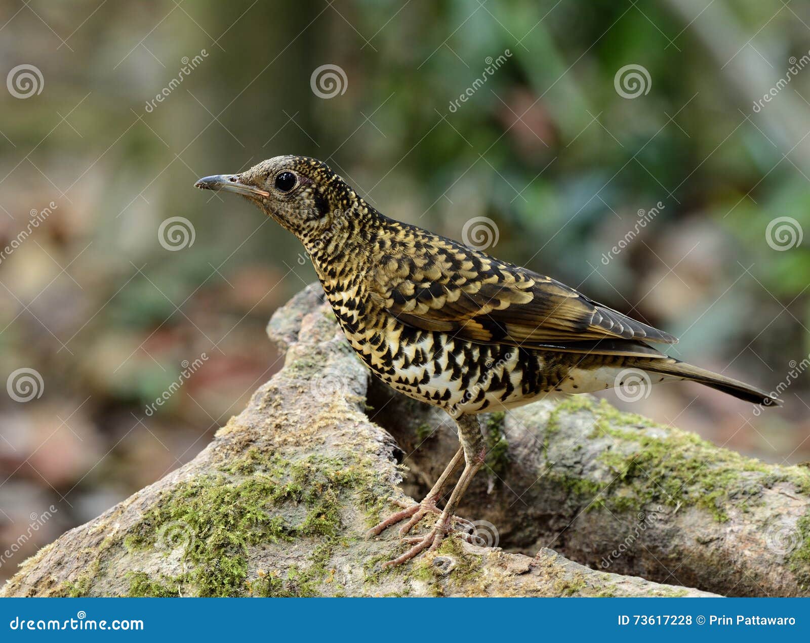 White Thrush (zoothera Aurea) or Scaly Thrush (zoothera Dauma) T Stock