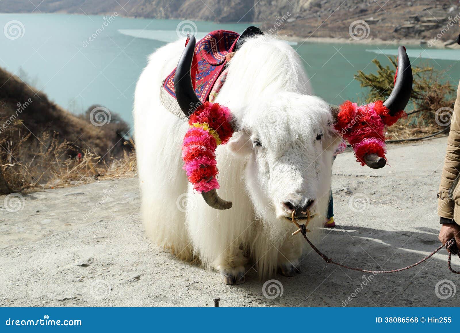 White tibetan yak stock photo. Image of meadow, livestock - 38086568